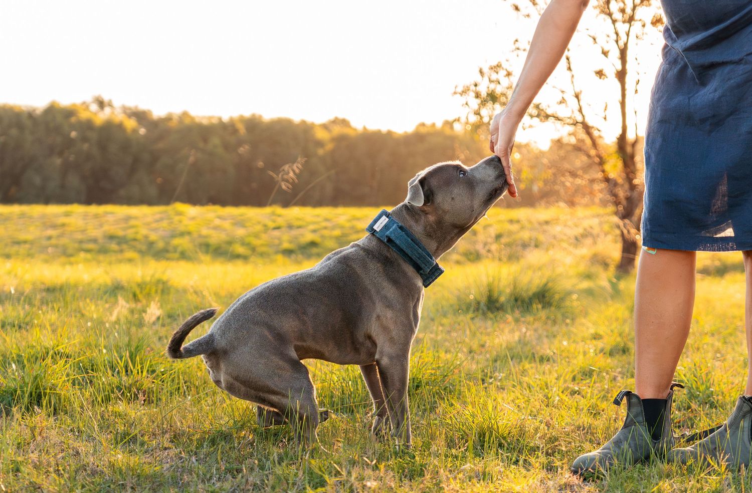 Gray Staffordshire Bull Terrier puppy sniffing person's hand while sitting in sunny green grass field.
