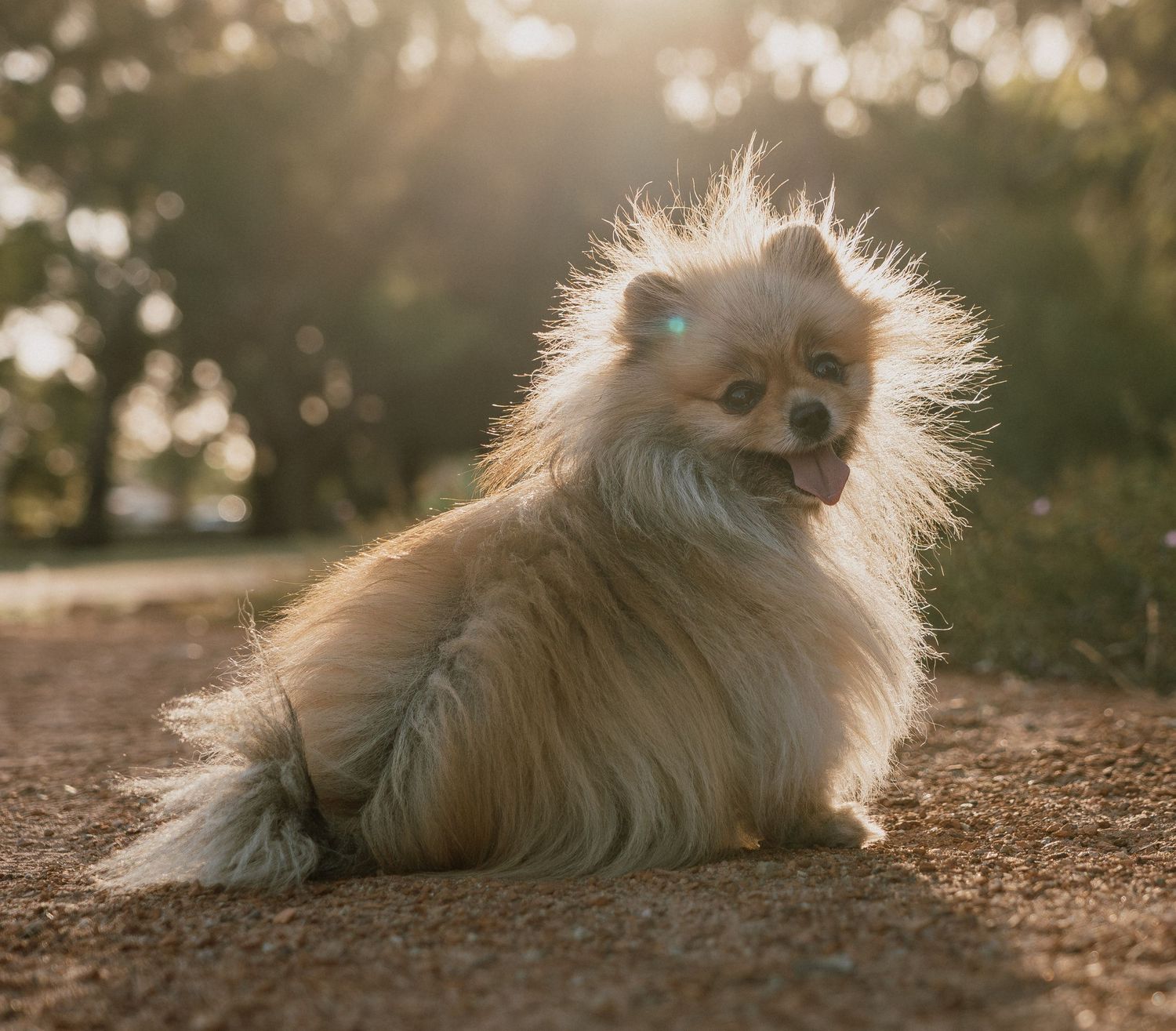 A fluffy cream Pomeranian dog sits on dirt ground in warm golden sunlight with trees behind.