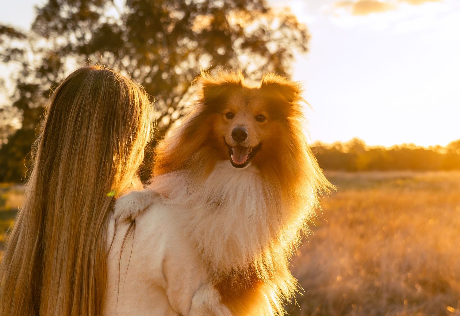 A woman holds a fluffy Shetland Sheepdog in a golden sunlit field at sunset.