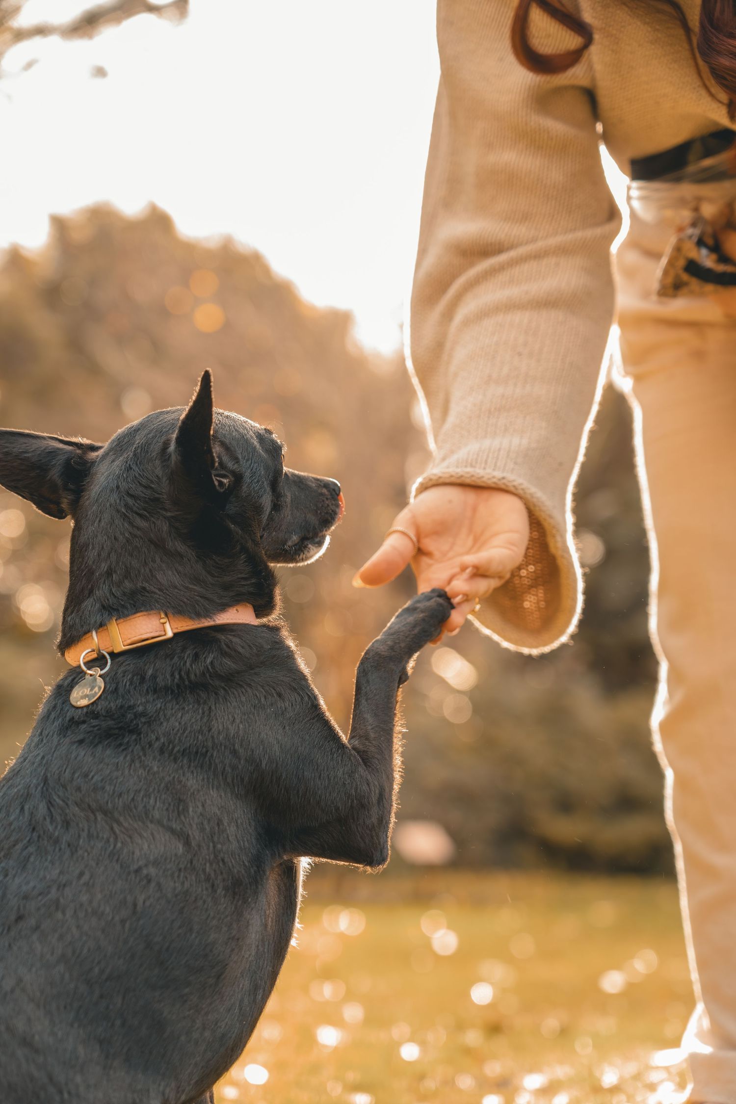 A small black dog raises its paw to shake hands with a person in a sunlit autumn park.