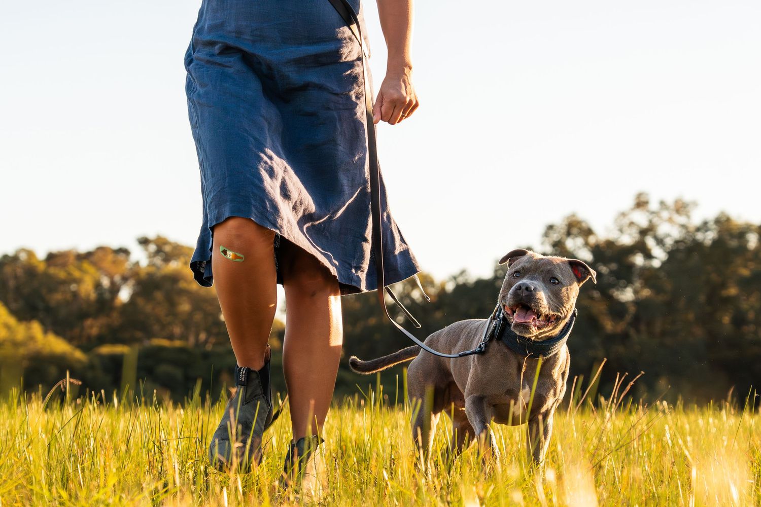 Woman in blue dress walking gray Staffordshire Bull Terrier on leash through tall golden grass field.