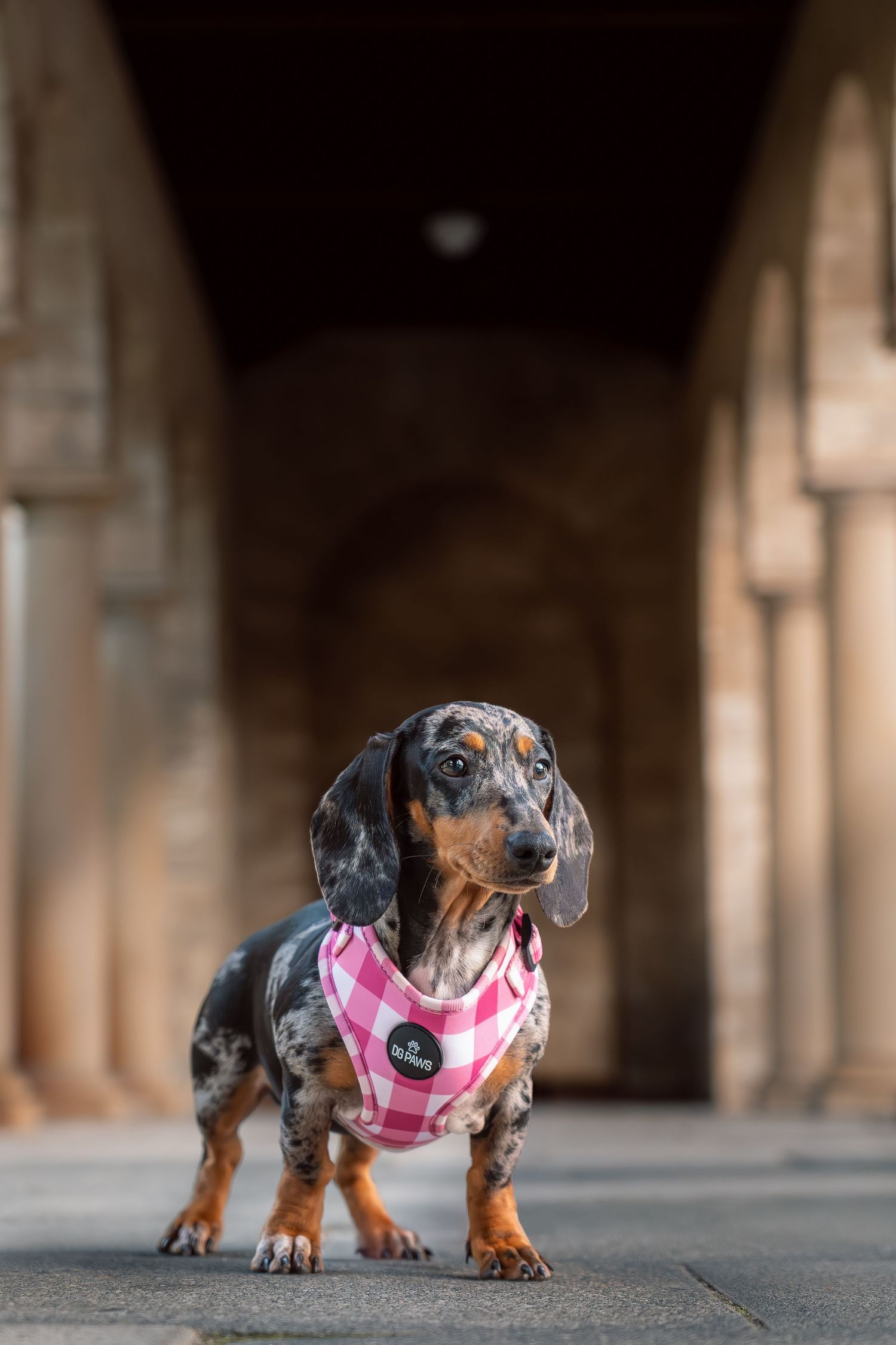 Dapple Dachshund wearing a pink checkered harness standing in an archway corridor.