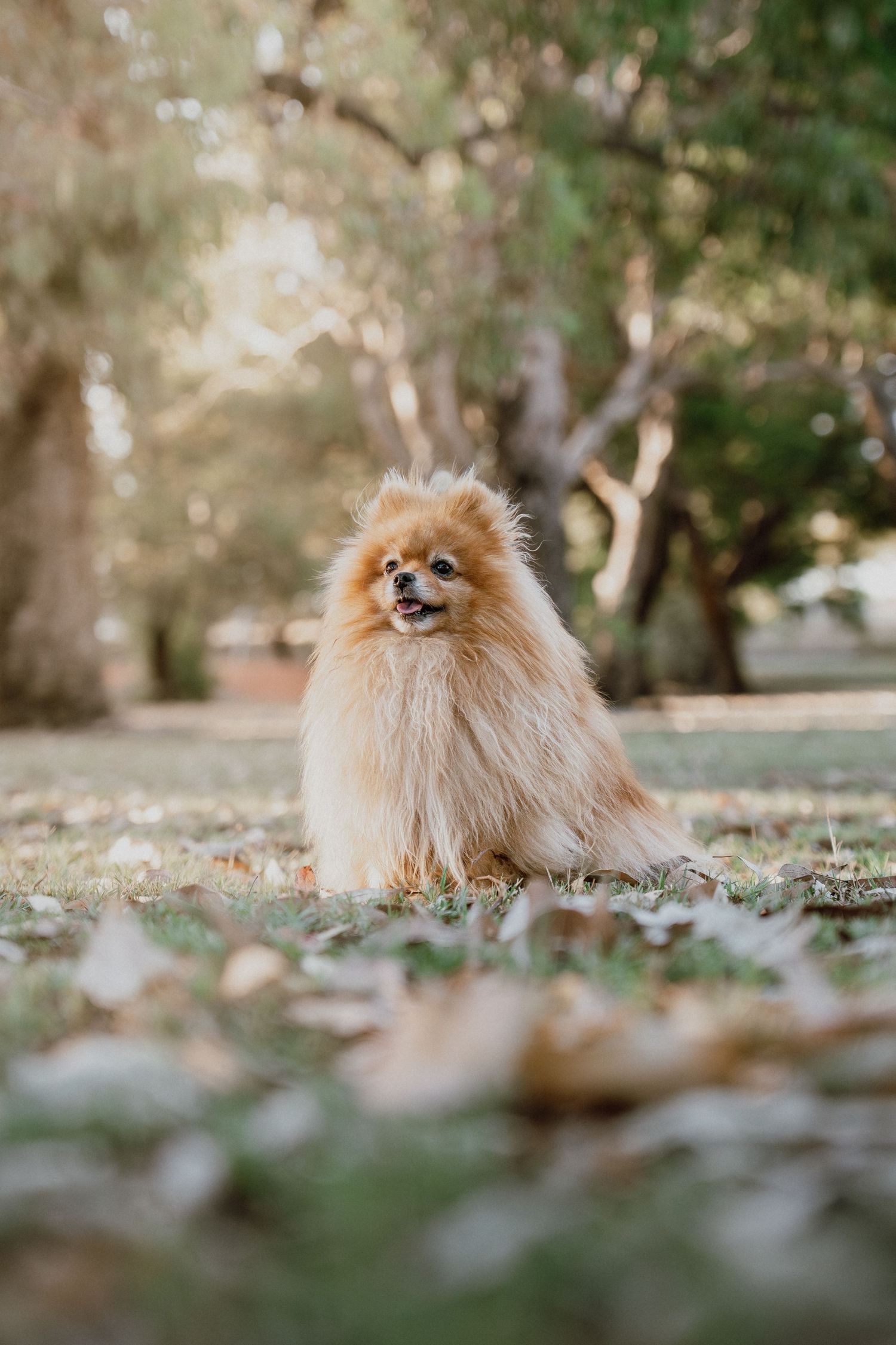 A fluffy golden Pomeranian dog sits on grass surrounded by fallen leaves in a sunny park.