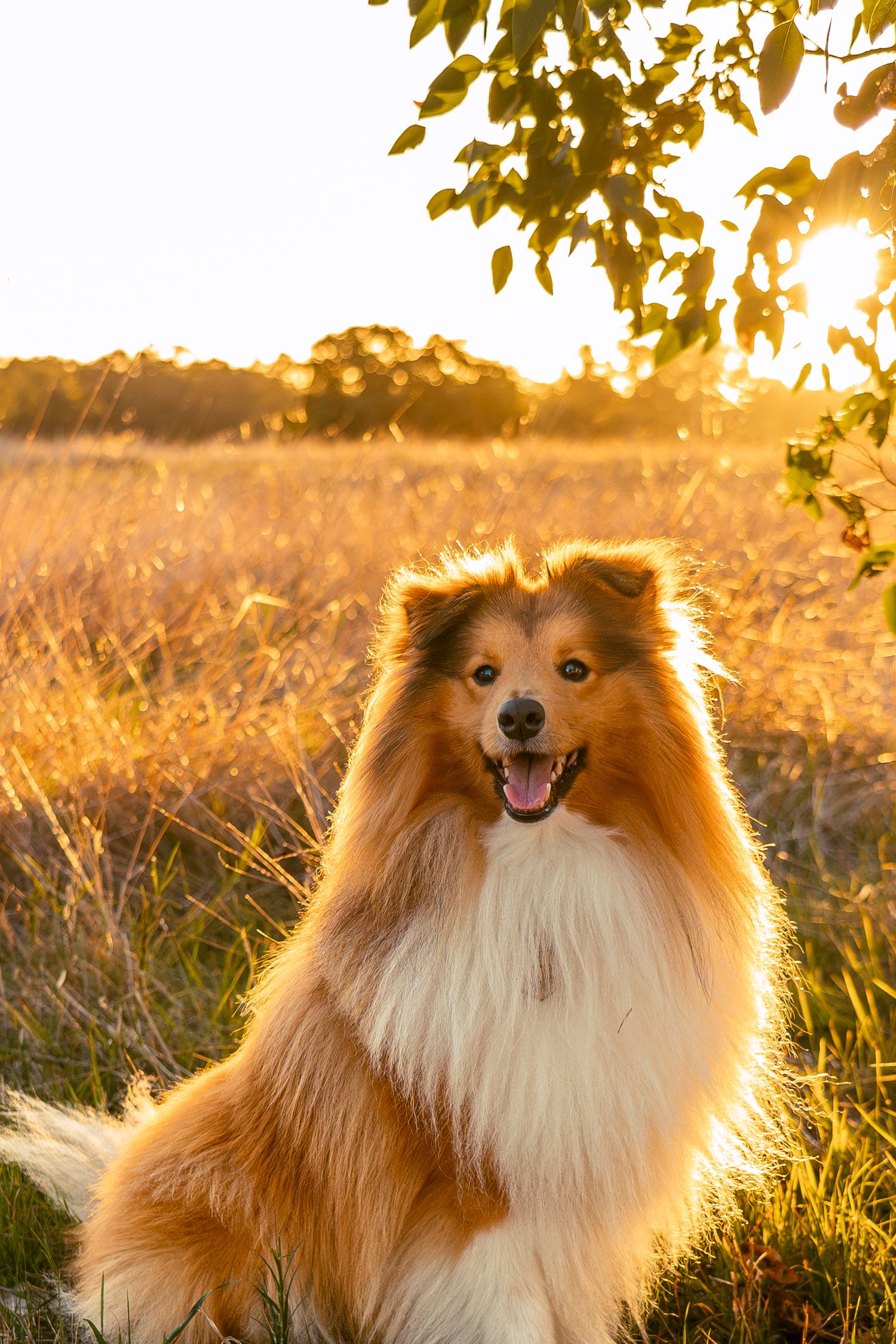 Fluffy Shetland Sheepdog sitting in golden field at sunset with warm backlight and green leaves overhead.