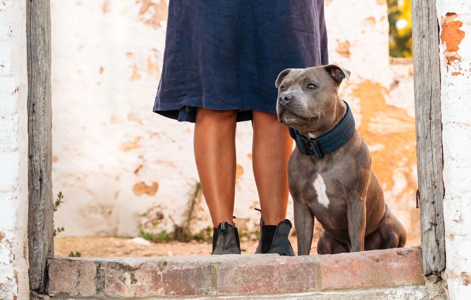 Gray Staffordshire Bull Terrier sitting beside woman's legs in blue dress on rustic stone steps.