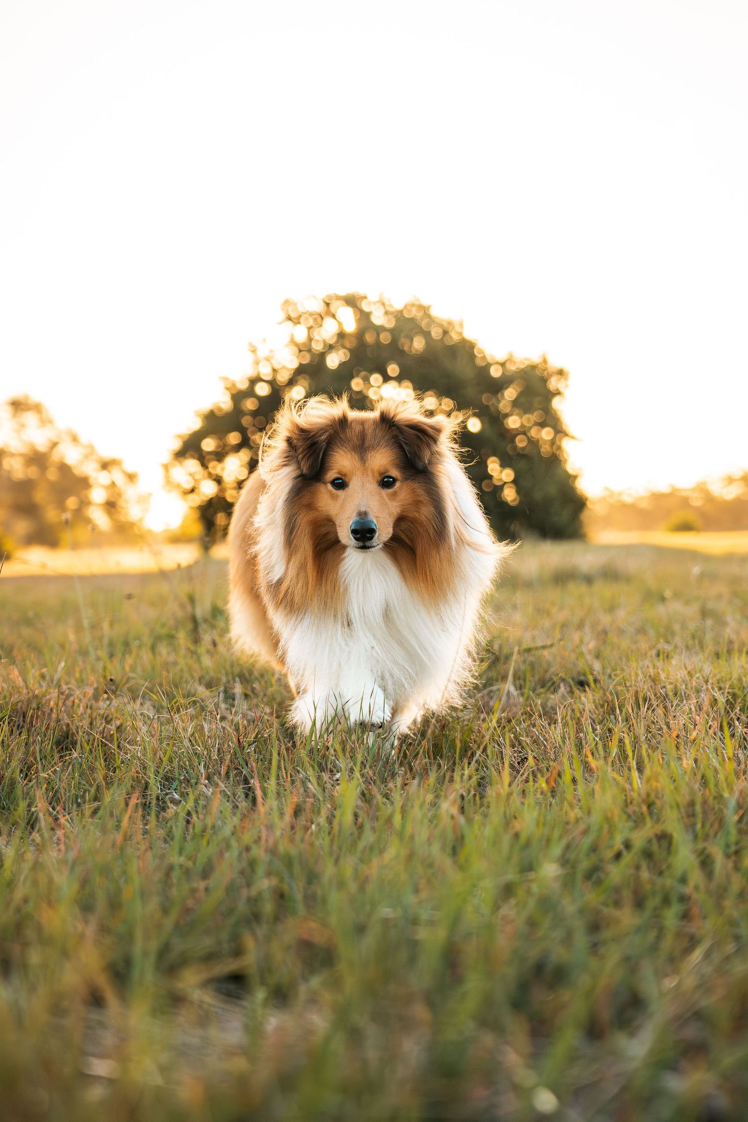 A fluffy Rough Collie dog runs through a grassy field bathed in warm golden sunset light.