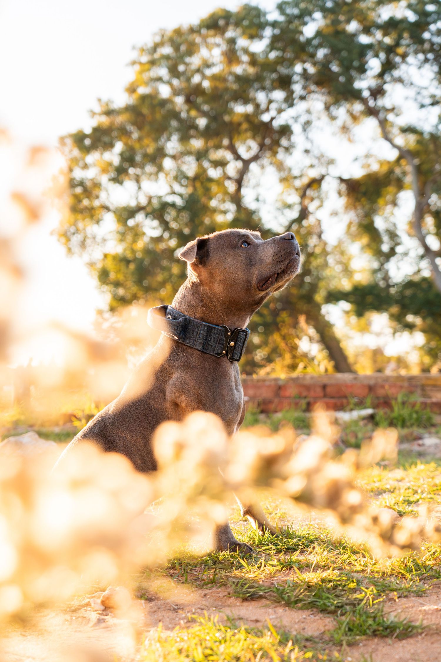 Brown Staffordshire Bull Terrier with black collar sitting on grass looking up in golden sunset light.