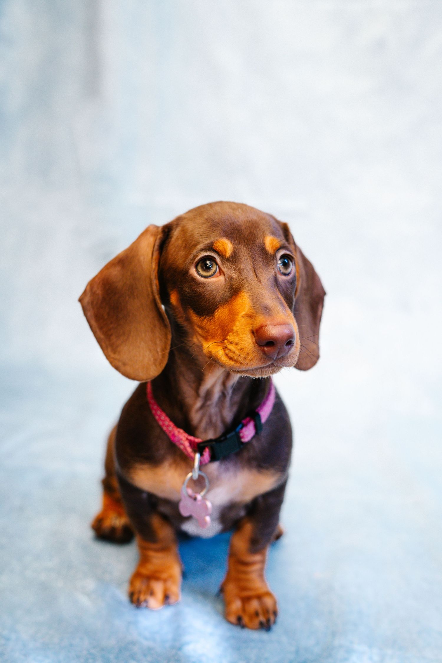 Adorable brown dachshund puppy wearing a pink collar sits attentively against a light blue background.