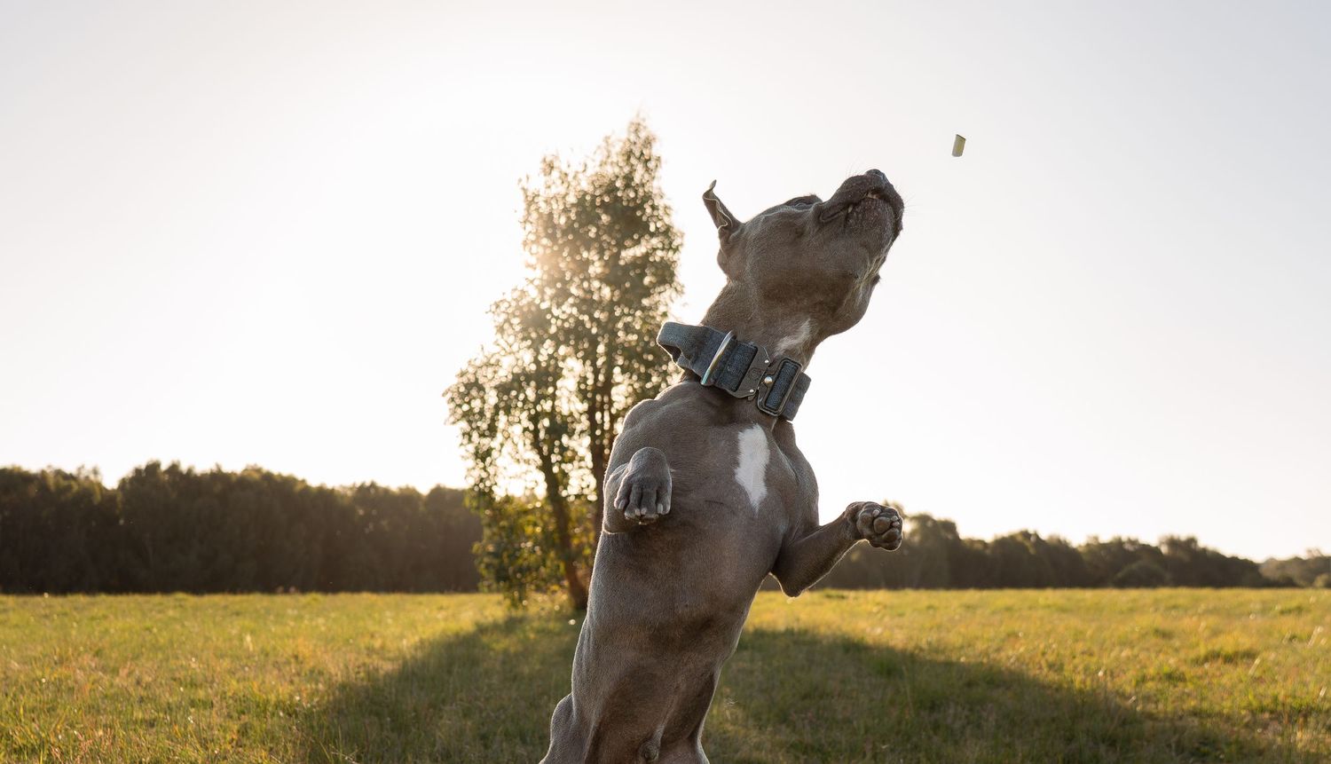 Gray Staffordshire Bull Terrier jumping and catching treat in sunny open field with trees behind.