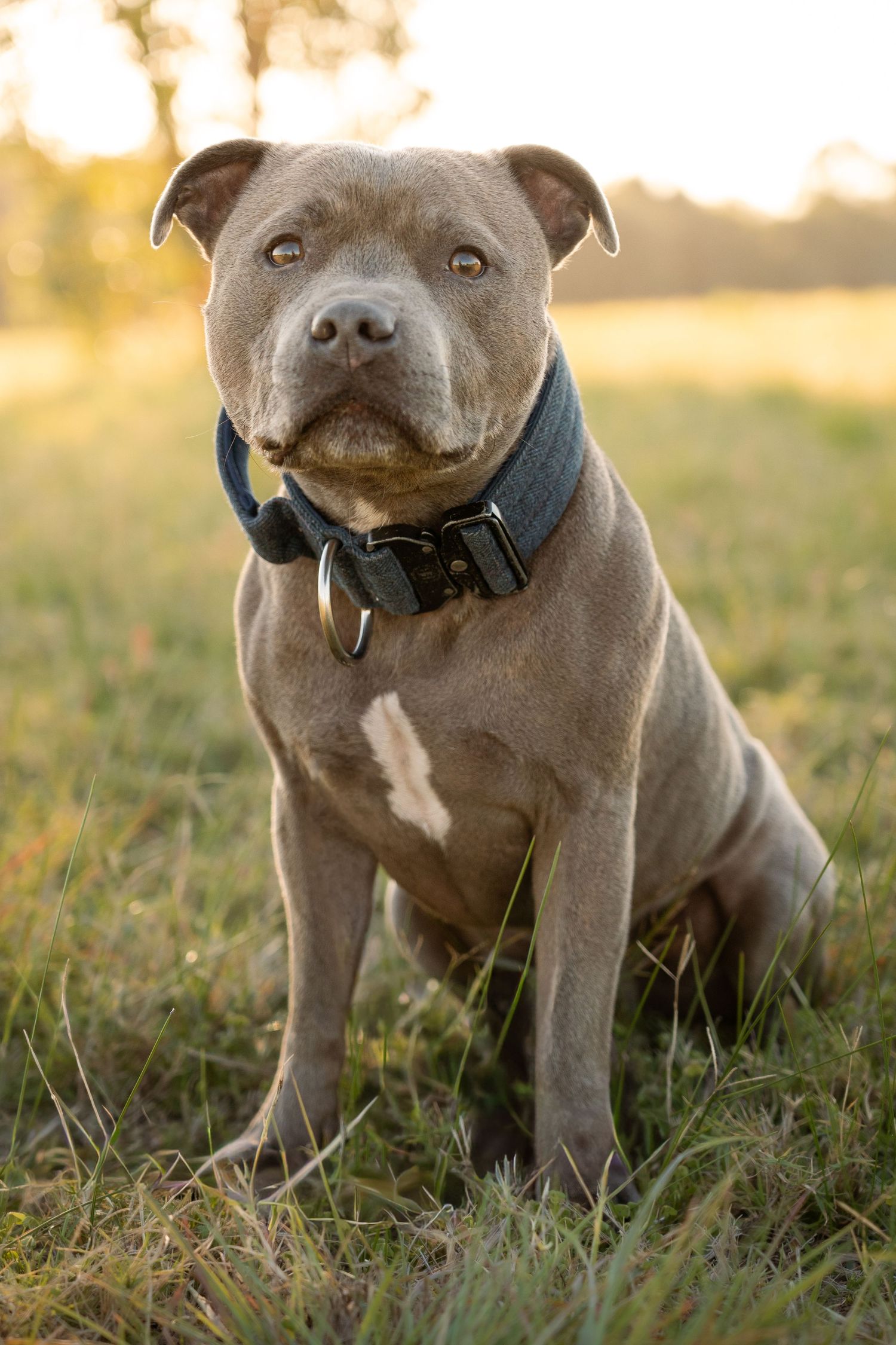 Gray Staffordshire Bull Terrier wearing black collar sitting attentively in grass during golden hour sunset.
