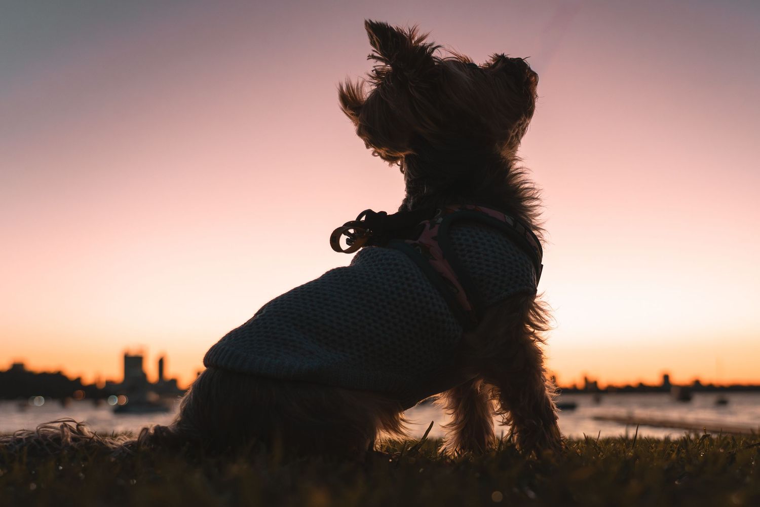 Silhouette of a small dog wearing a jacket sitting on grass during a golden sunset.