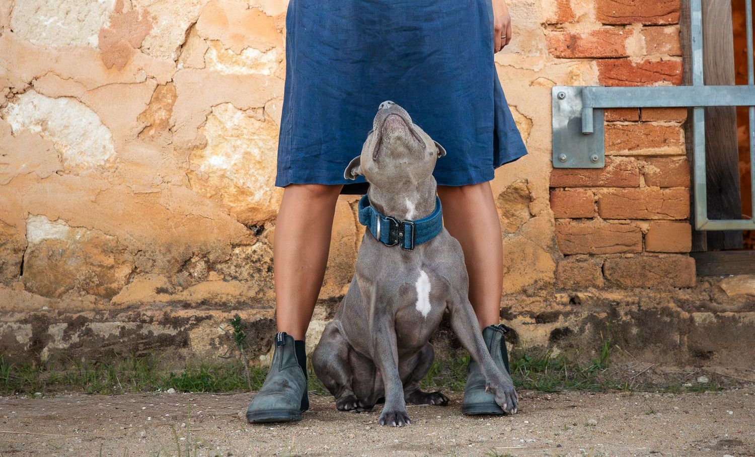 Gray Staffordshire Bull Terrier sitting between person's feet in blue dress against rustic brick wall.
