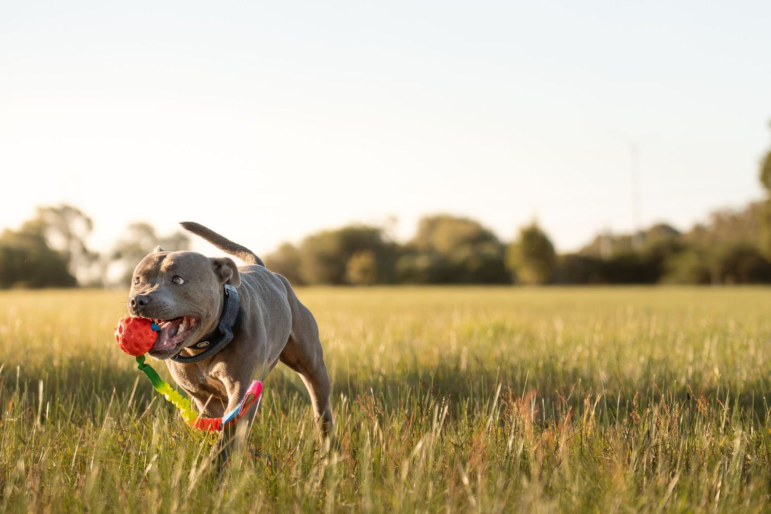 Gray Staffordshire Bull Terrier running through tall grass field carrying colorful toy in its mouth.