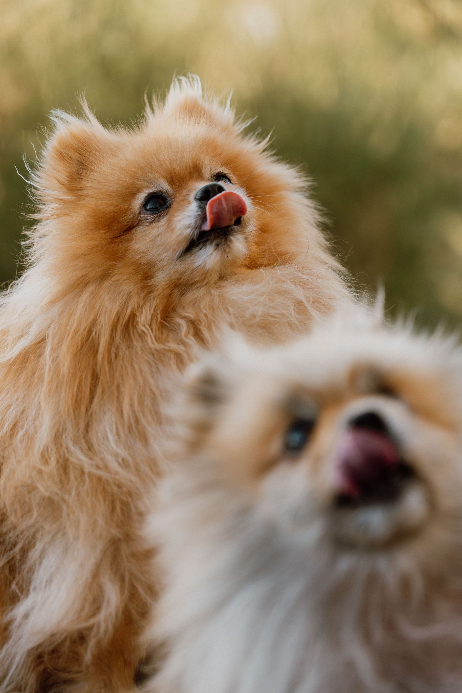 Two fluffy Pomeranian dogs licking their lips with bokeh green background in natural light.