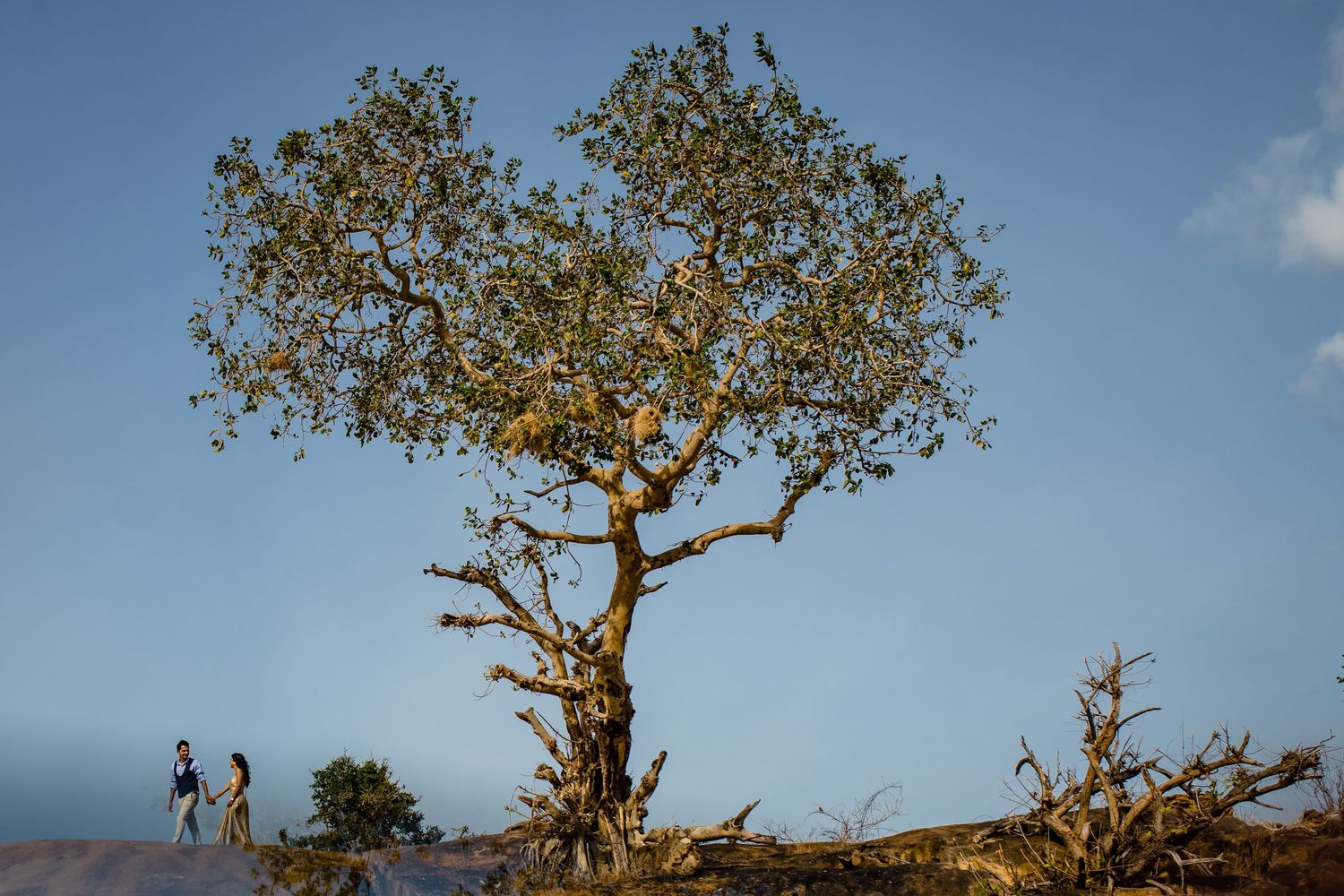 Majestic tree silhouetted against bright blue sky on hilltop during golden hour.