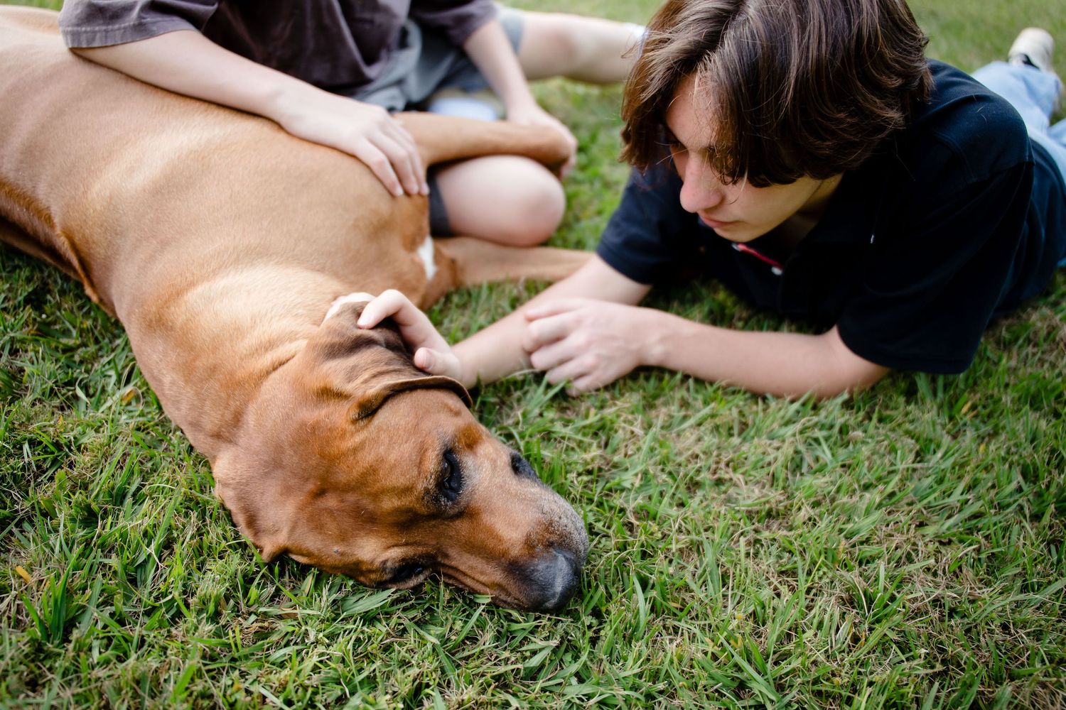 A brown dog lying on grass receives belly rubs from someone's hands in a series of connected photos.