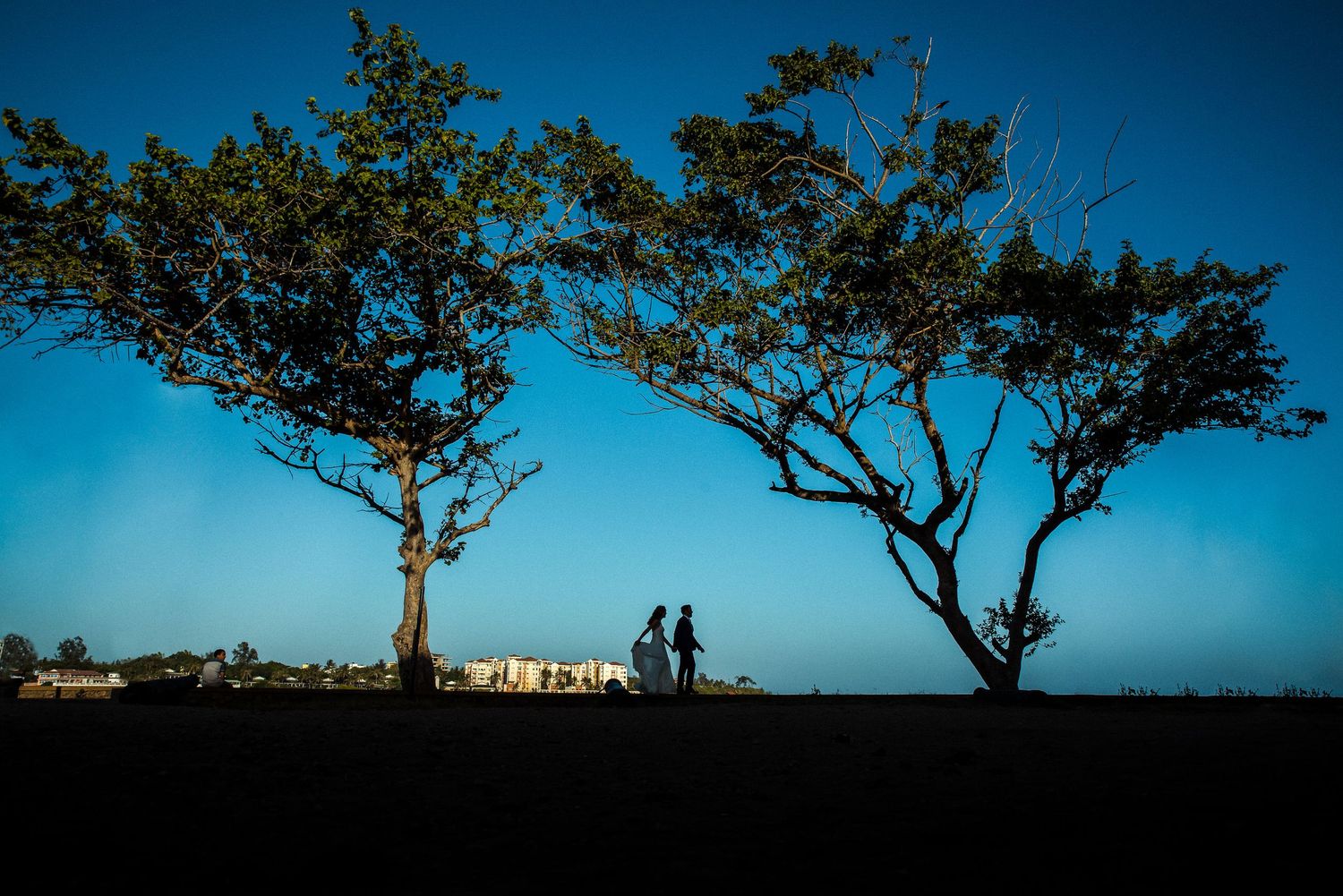 Panoramic view of trees silhouetted against a vibrant blue sky.