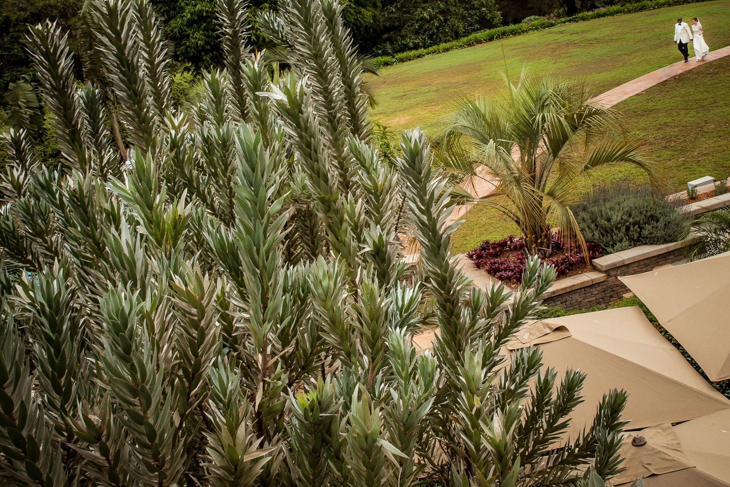 Lush garden pathway with tropical plants and palm fronds.