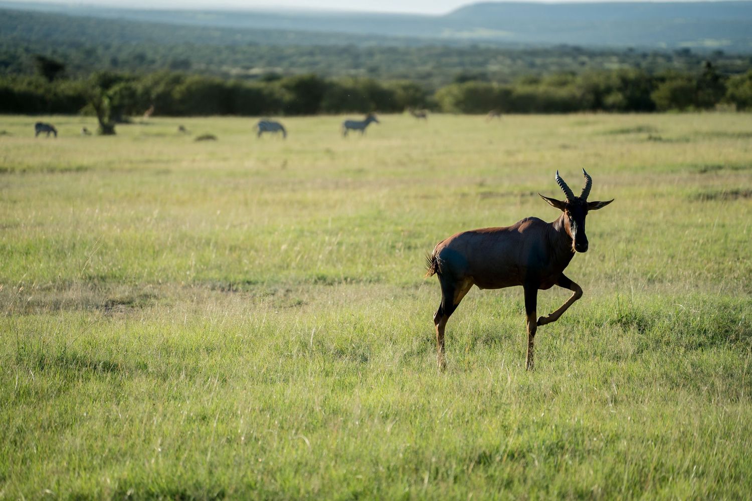 Topi antelope grazing in a vast African grassland landscape.