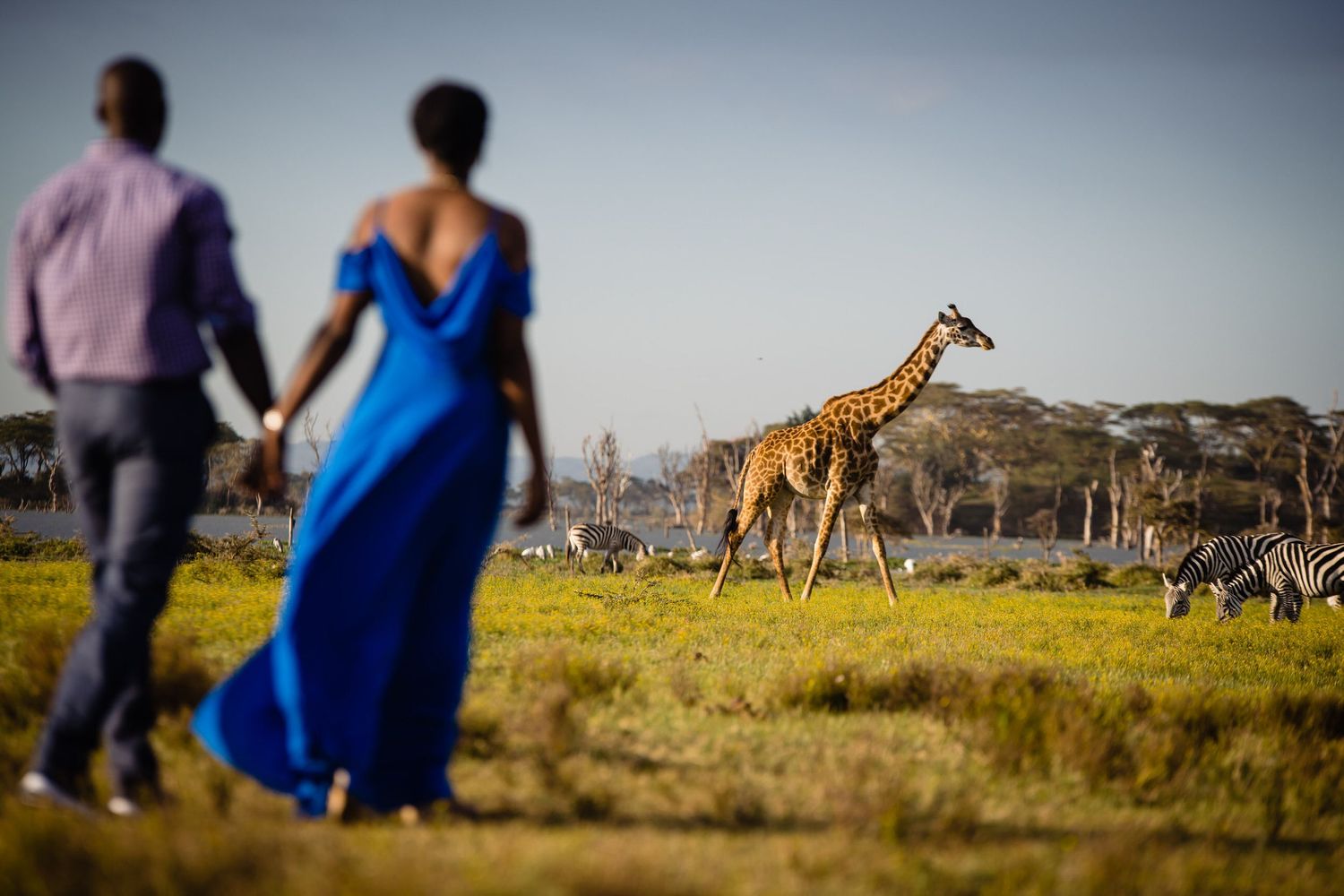 Safari landscape with giraffe in background and blurred figures in foreground.
