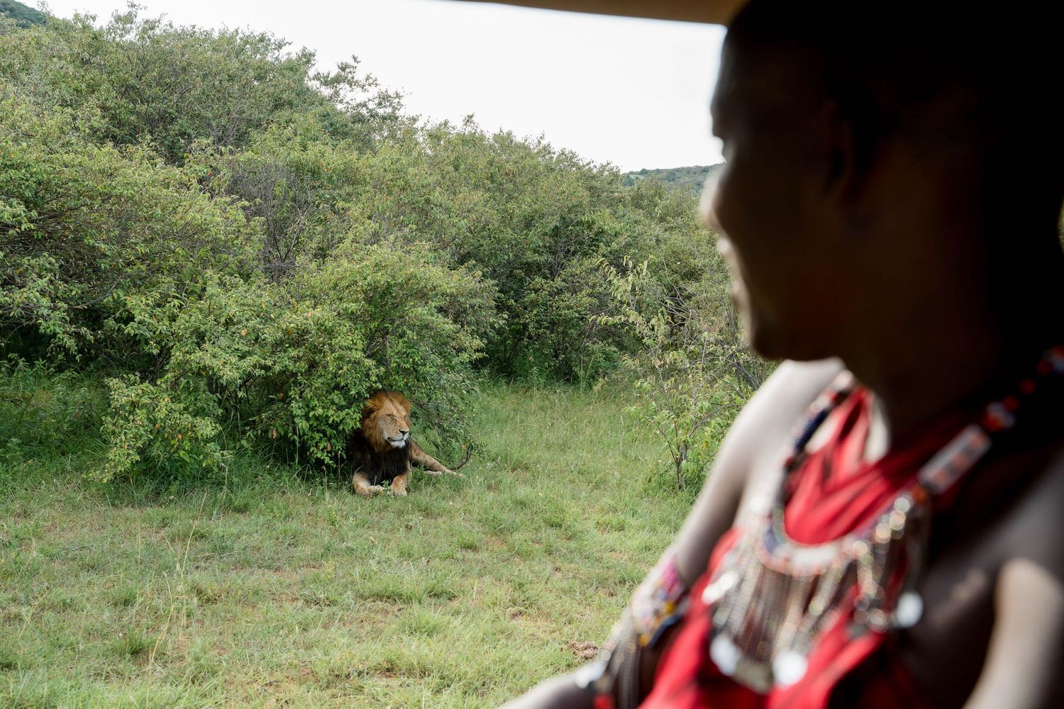 Lion spotted in the distance during an African safari adventure.