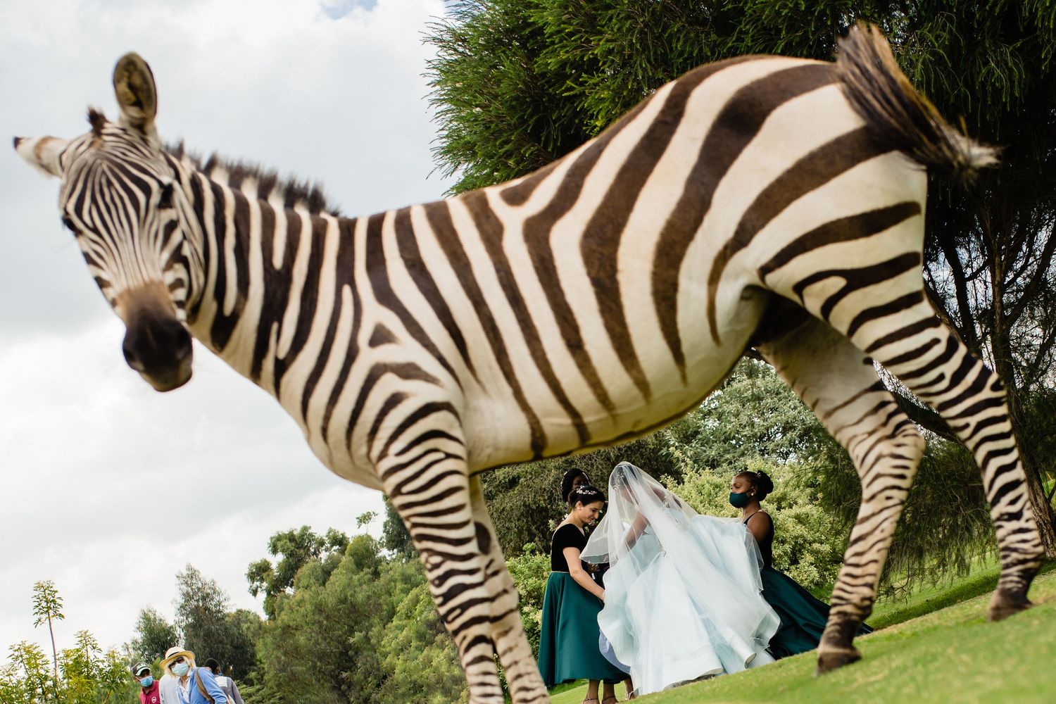 Group of zebras standing together in a lush green safari setting.