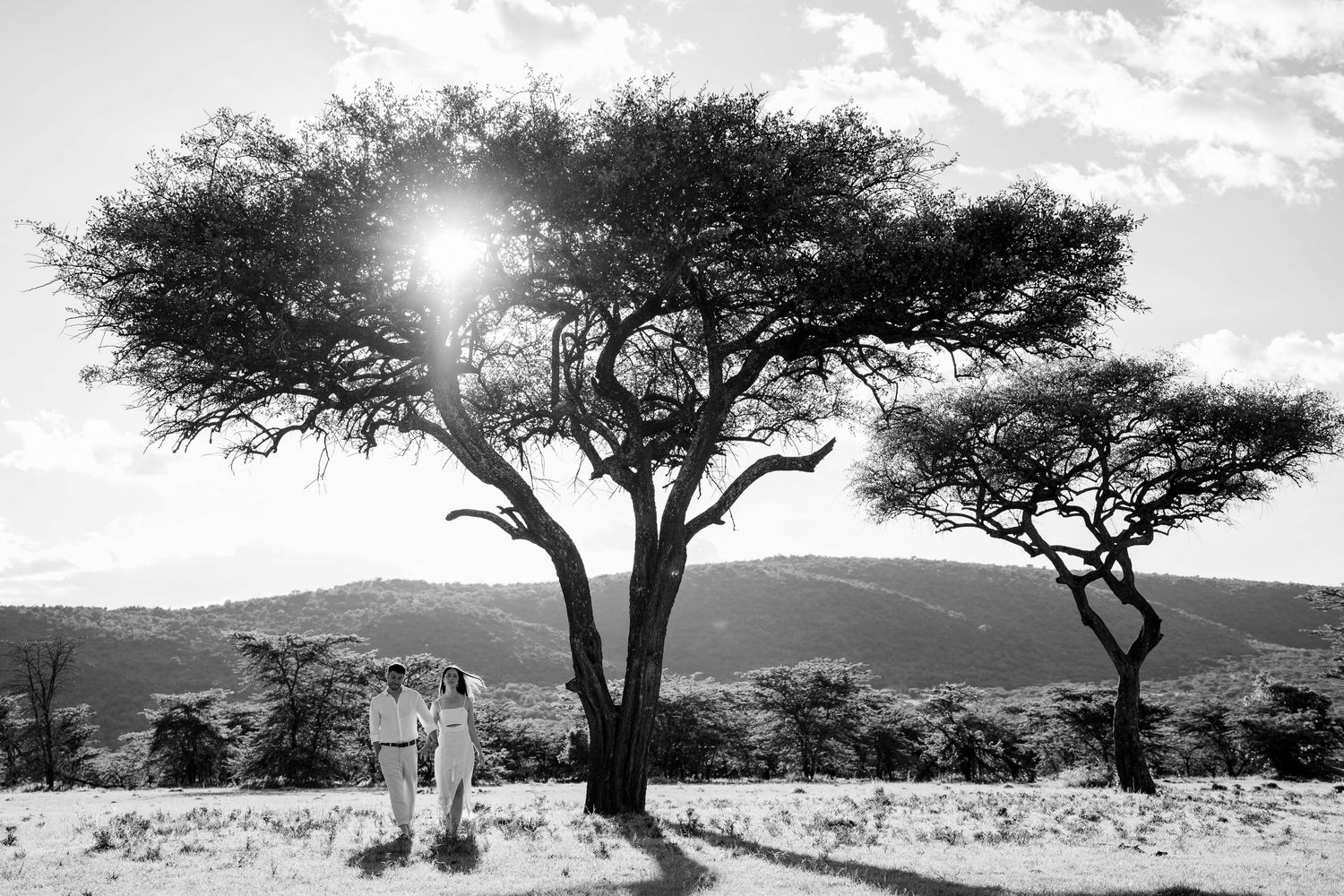 Dramatic black and white landscape with acacia trees in African savanna at sunset.