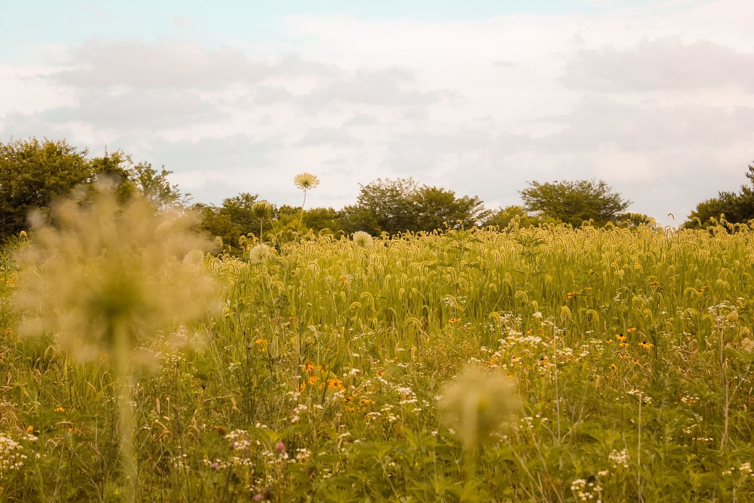 Golden wildflower meadow stretches across field on sunny afternoon.