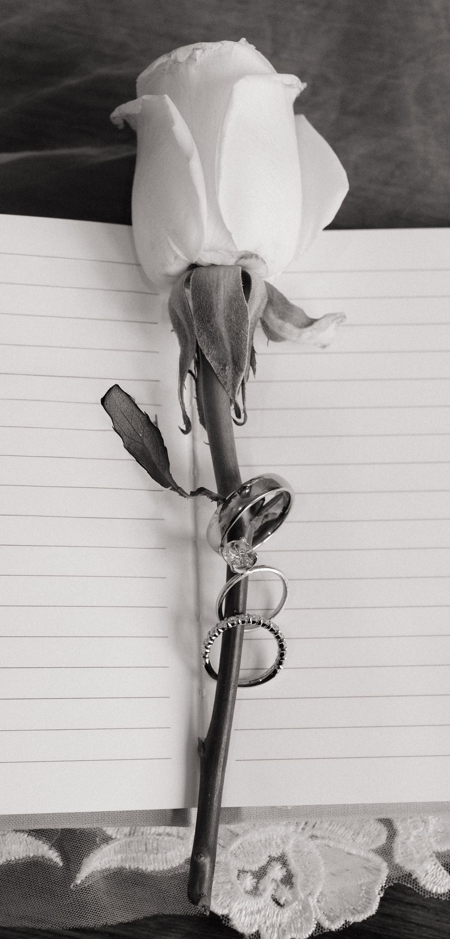 Black and white photo of a white rose with rings on its stem resting on an open lined notebook.