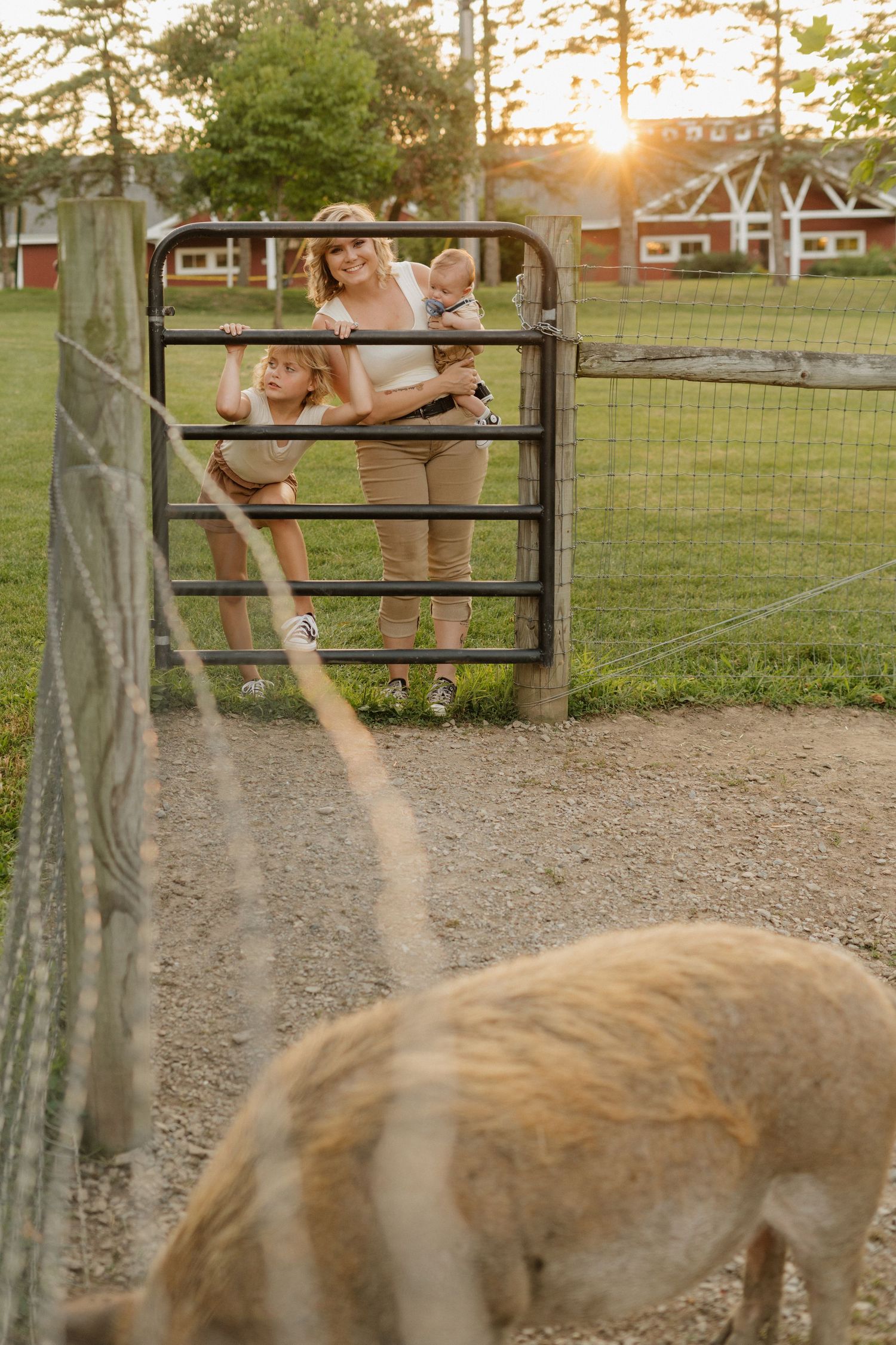 People stand at a farm gate during golden sunset hour while viewing livestock in a rustic countryside setting.