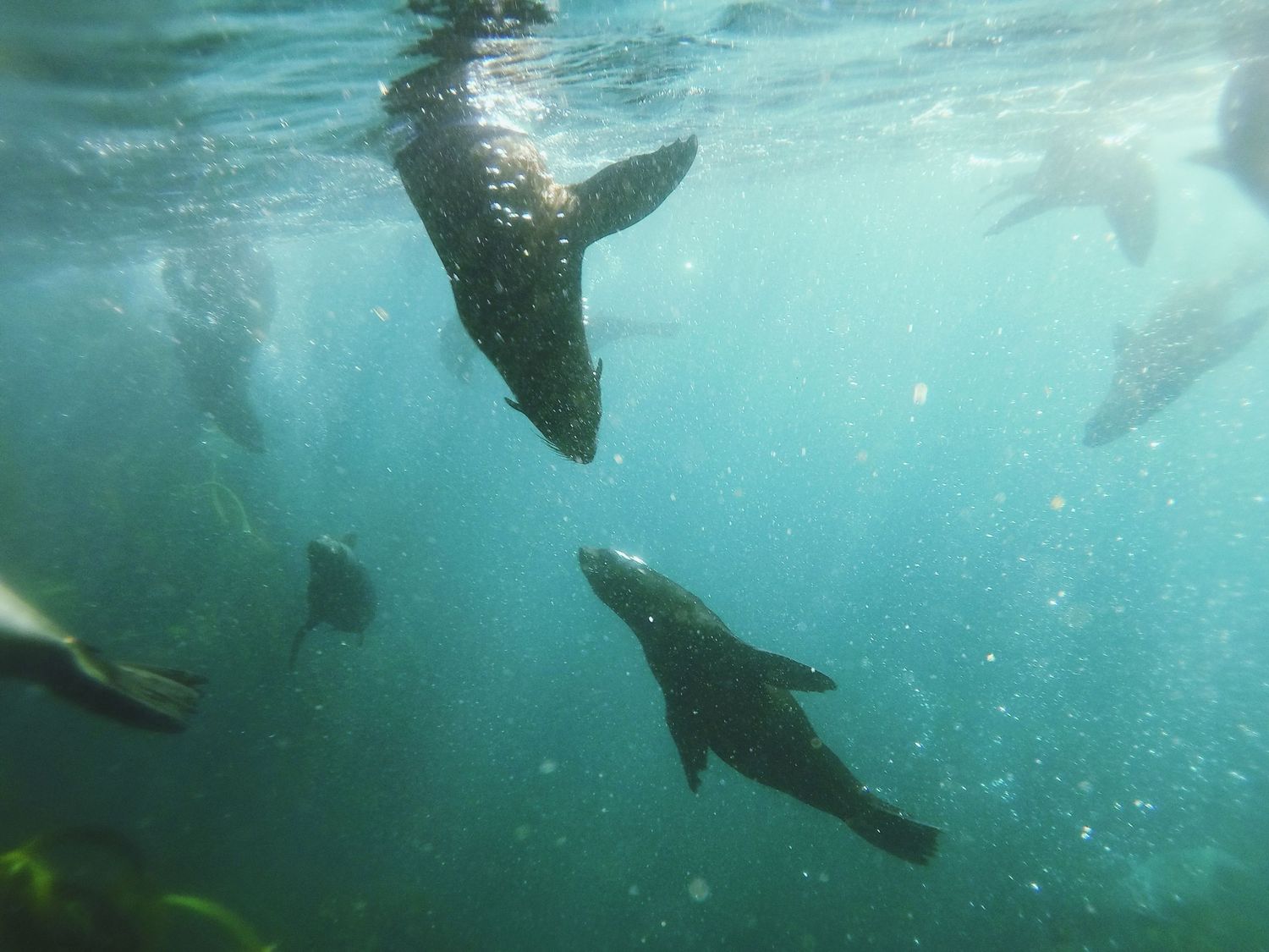 Silhouettes of seals swimming gracefully underwater in turquoise blue ocean waters with sunlight filtering through.