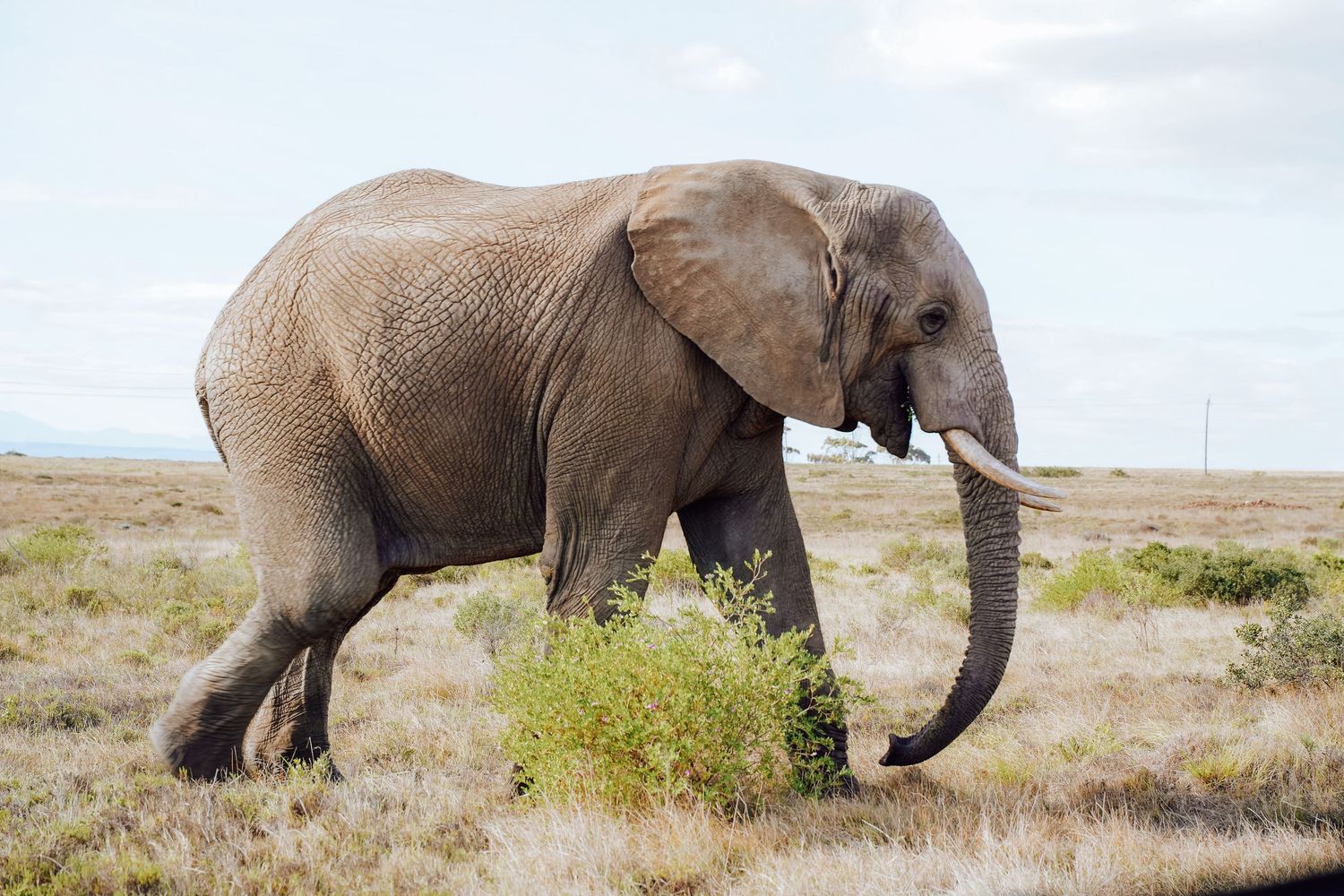 African elephants graze and roam across a vast savanna landscape in a panoramic view.