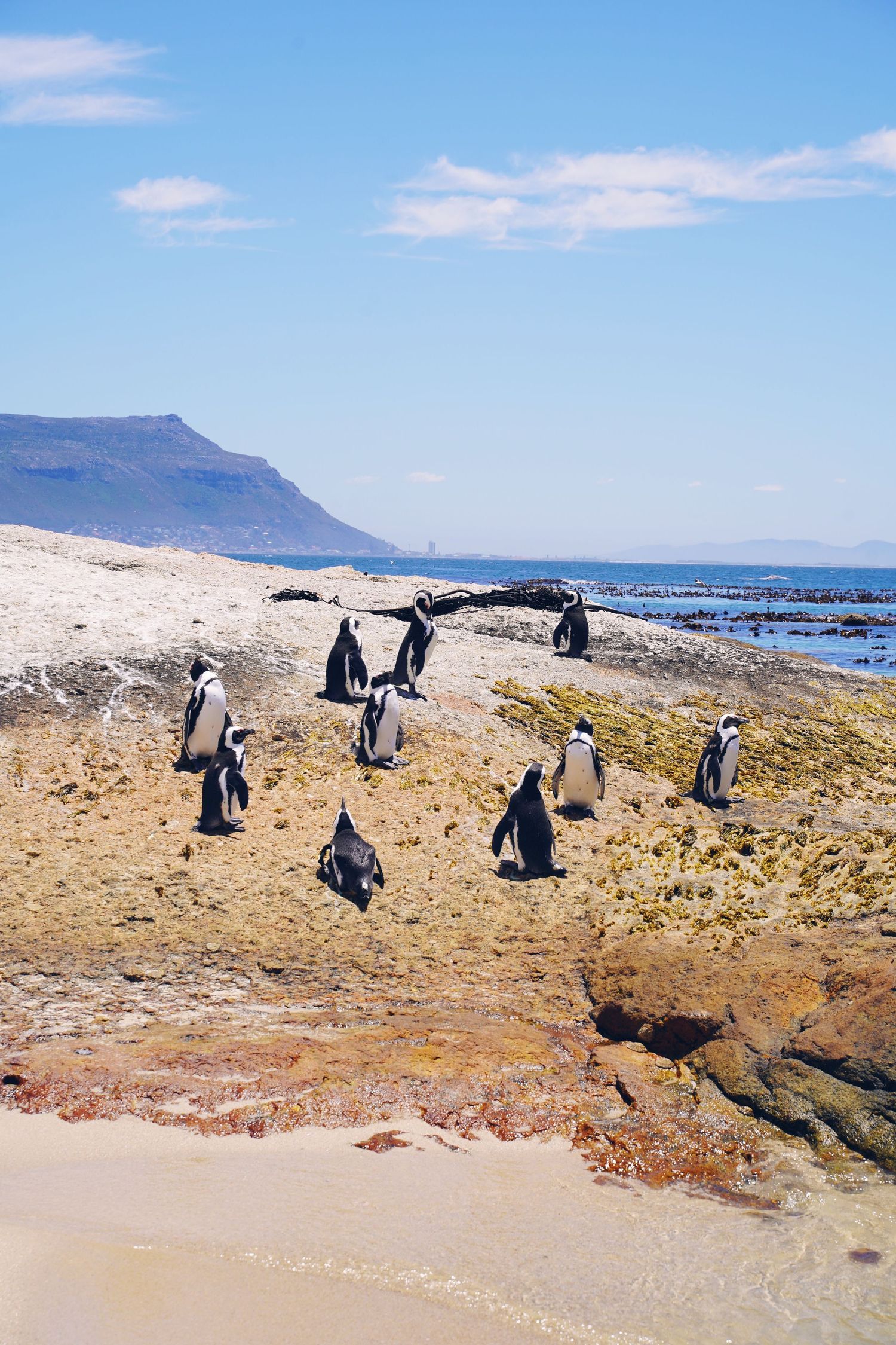 African penguins waddle along a rocky beach coastline with mountains visible in the background on a sunny day.
