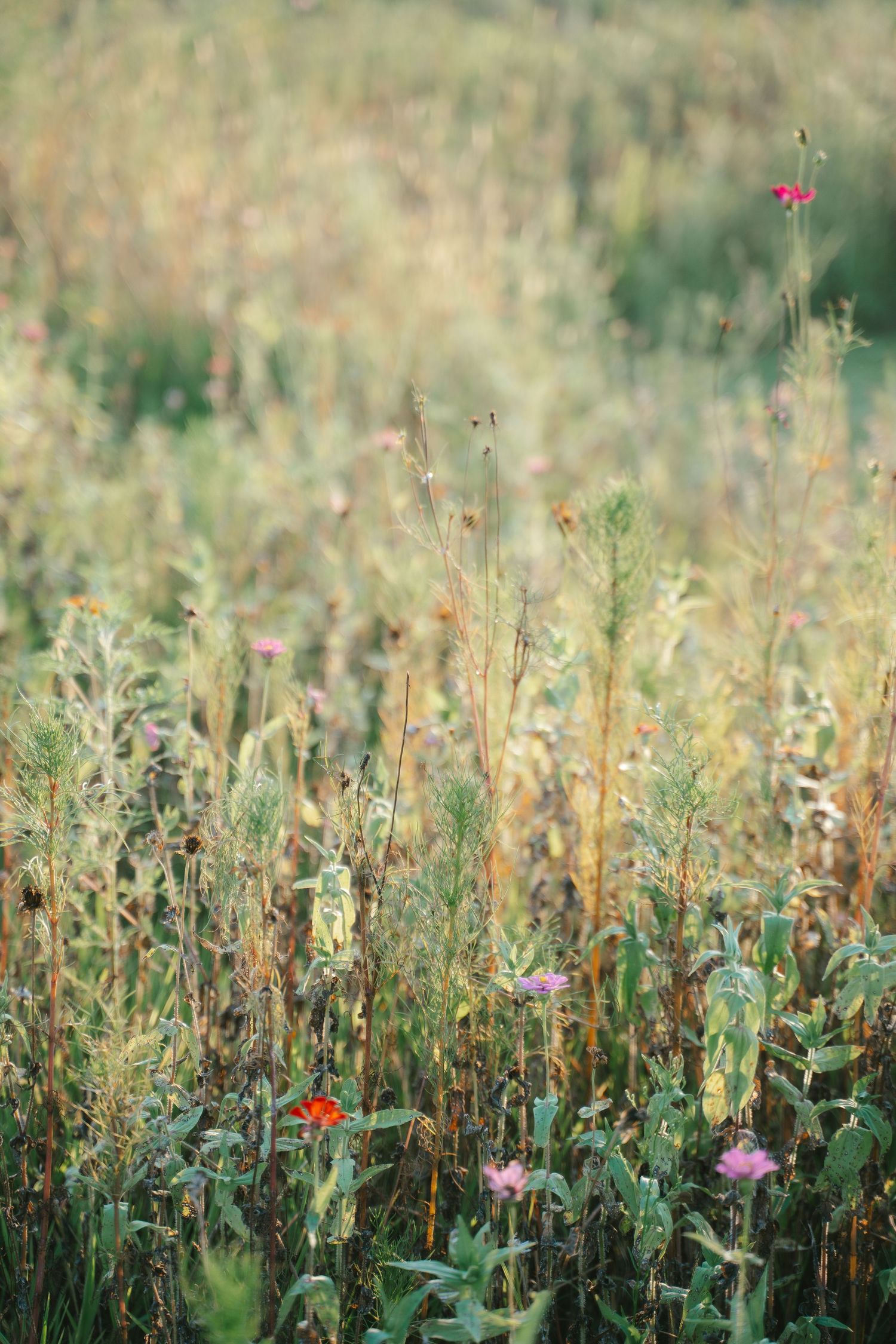 Wildflowers and tall grass growing in a meadow with soft bokeh effect.