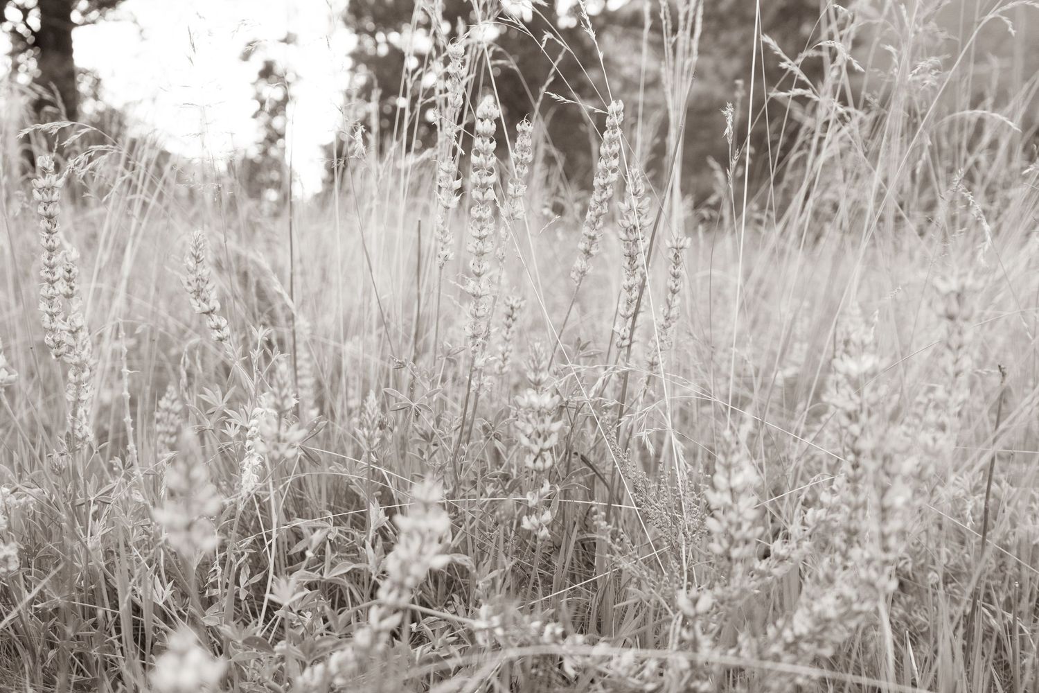 Yosemite Summer, Yosemite Photography, Yosemite Landscape photography, Yosemite Flowers