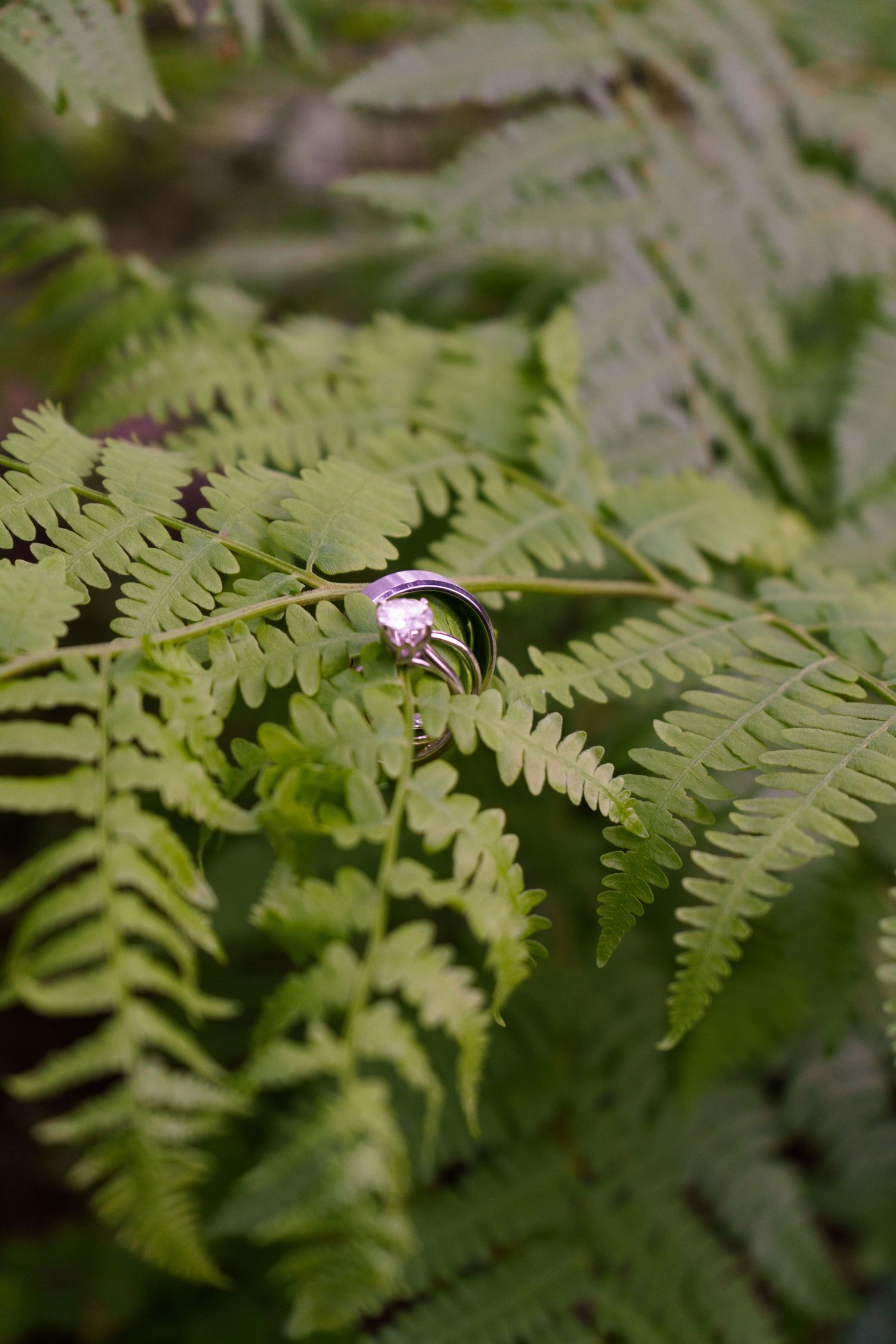 Sequoia Moro Rock Elopement, Sequoia Elopement, Séquoia Summer Elopement, Fern wedding ring shot, ring shot in ferns during sequoia elopemen