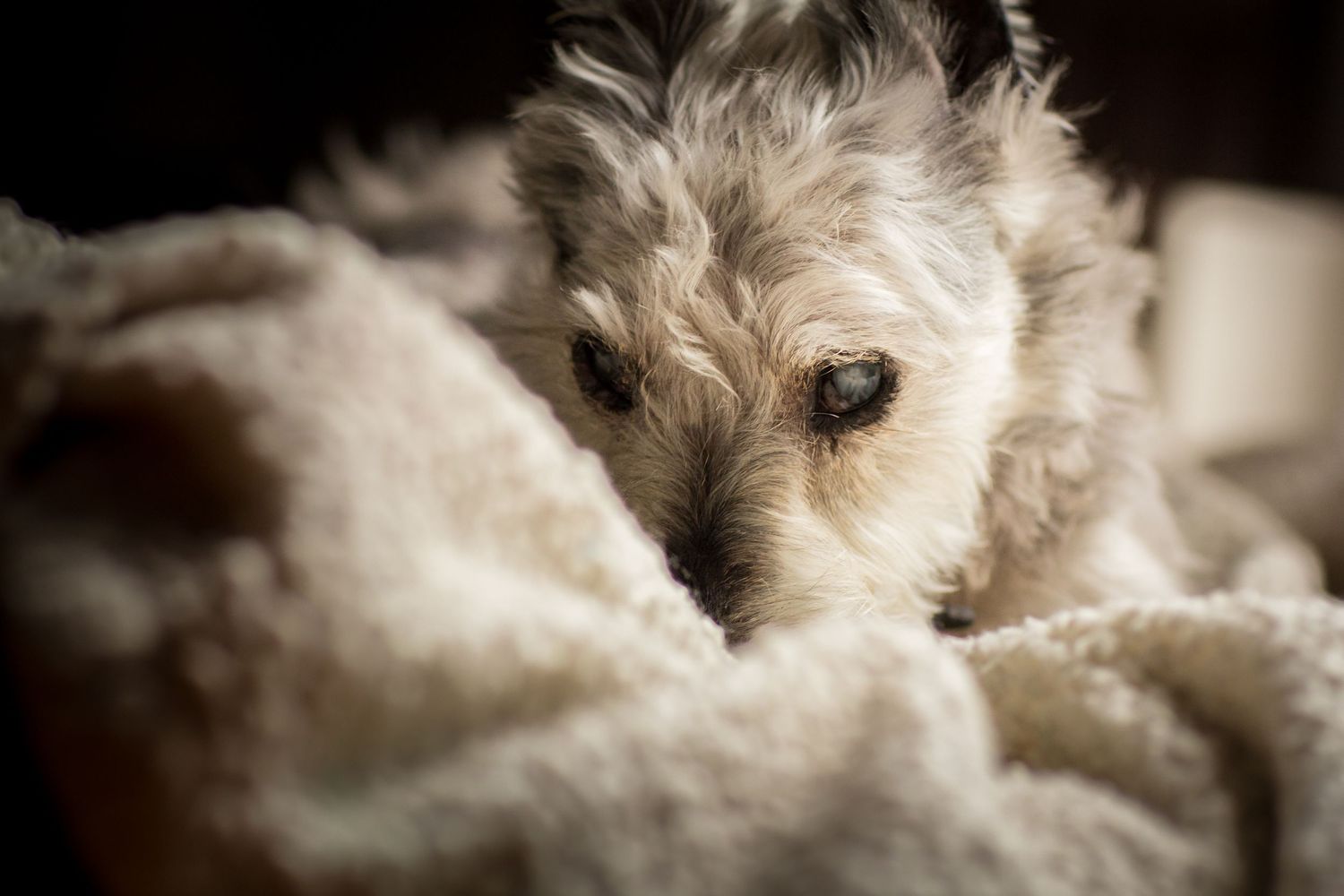 Rainbow Bridge Pet Photography