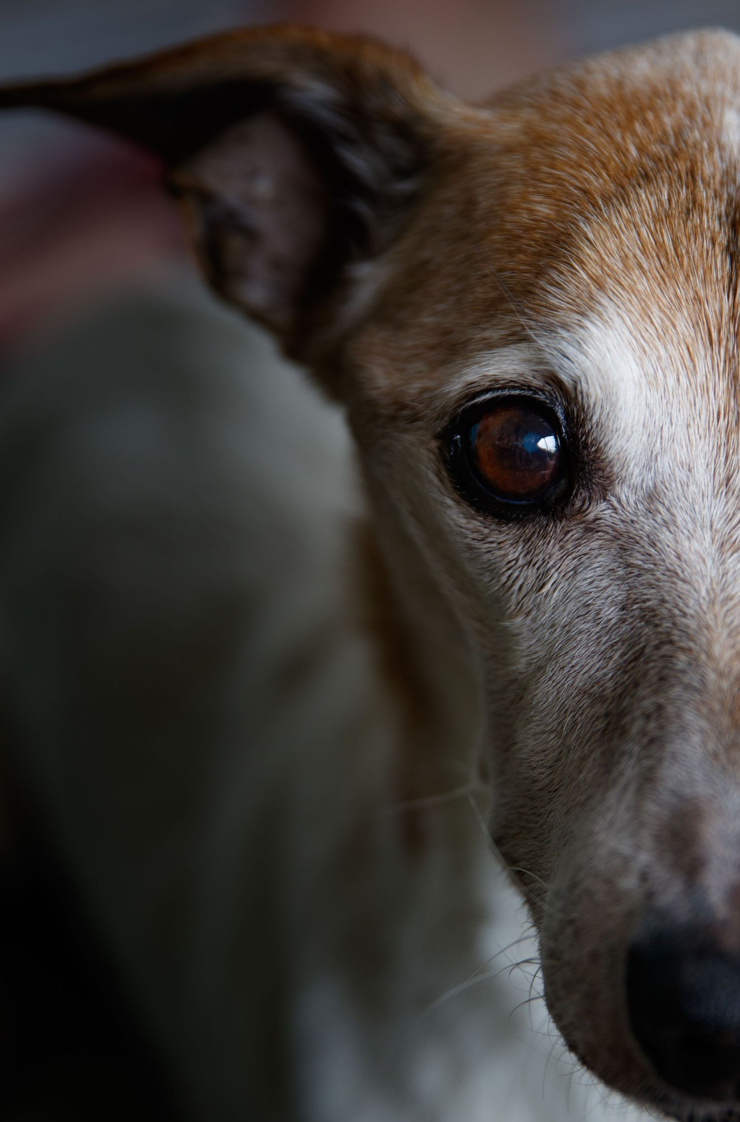 Rainbow Bridge Pet Photography