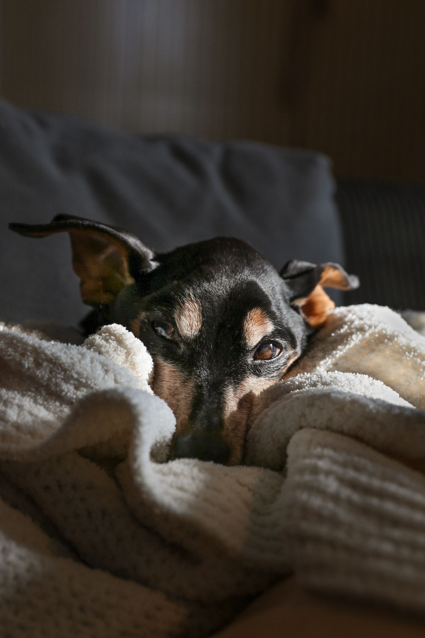 Rainbow Bridge Pet Photography