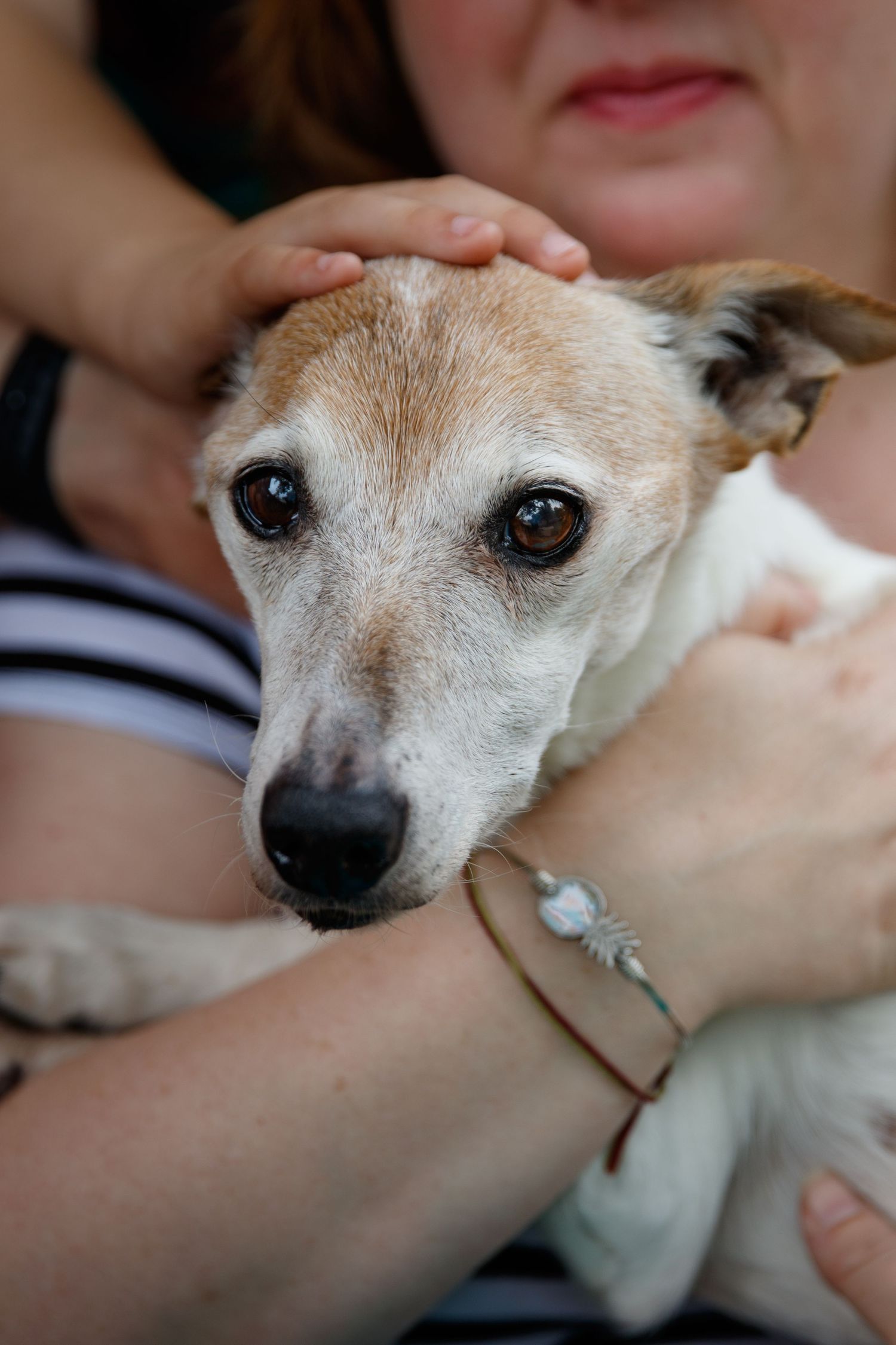 Rainbow Bridge Pet Photography