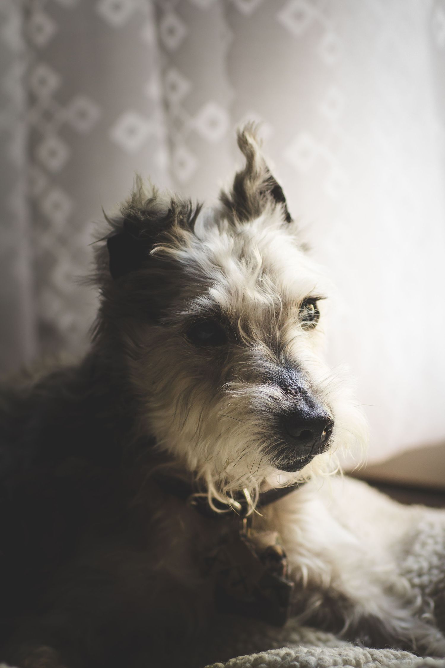 Rainbow Bridge Pet Photography