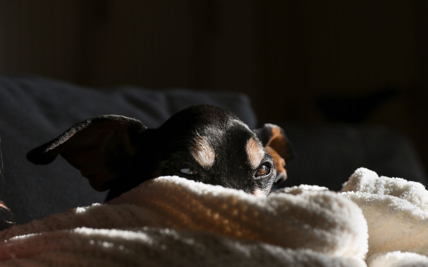 Rainbow Bridge Pet Photography