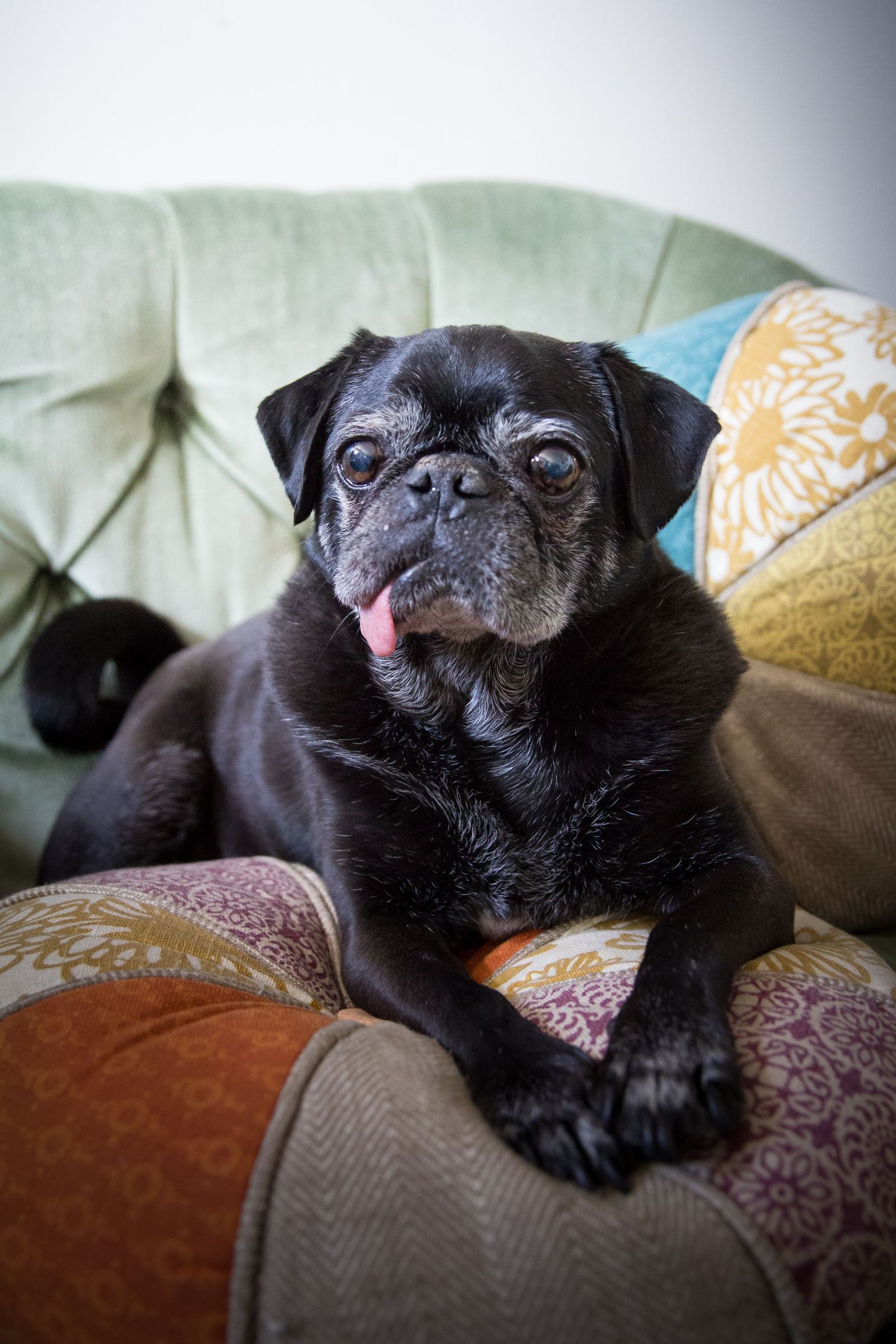 Rainbow Bridge Pet Photography