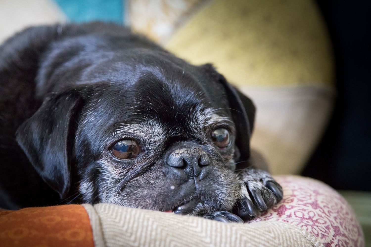 Rainbow Bridge Pet Photography