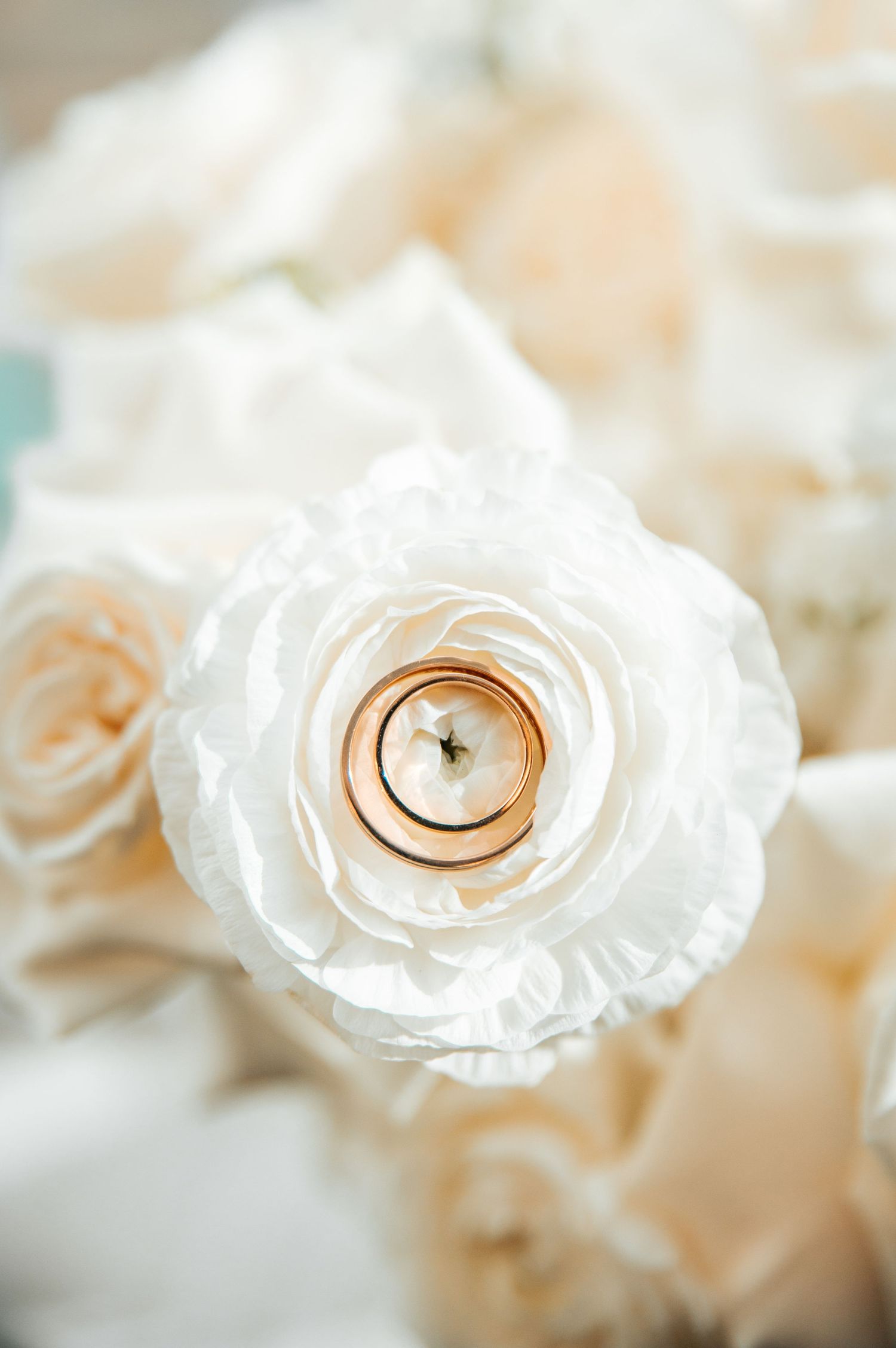 Close-up of white rose with wedding rings nestled in its petals.