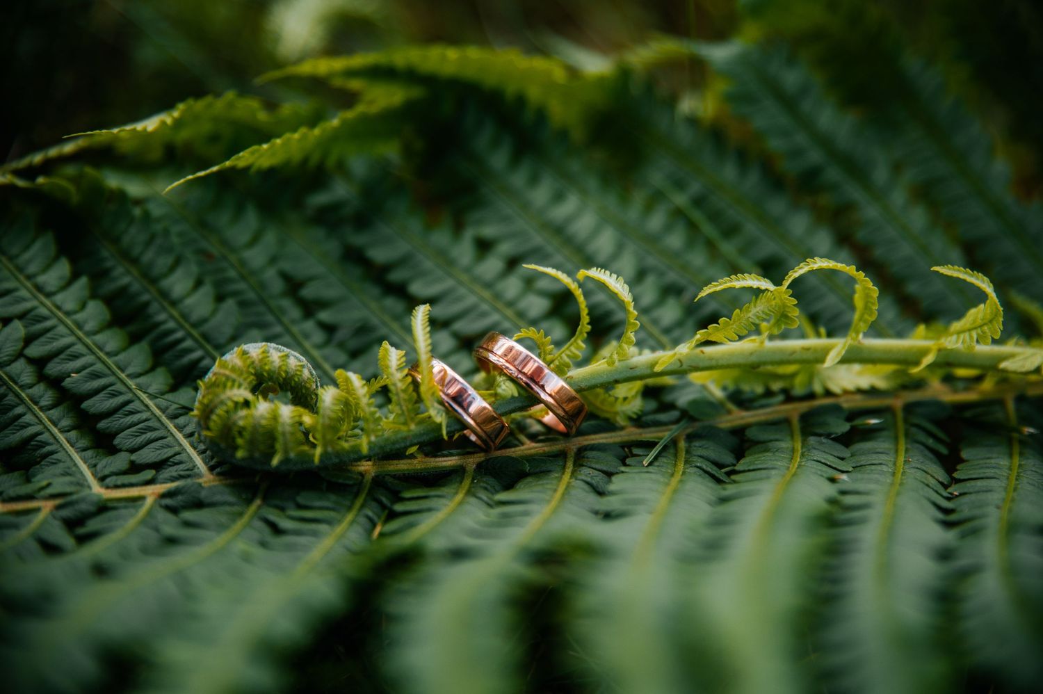 Wedding rings nestled on green fern leaves in an artistic macro shot.
