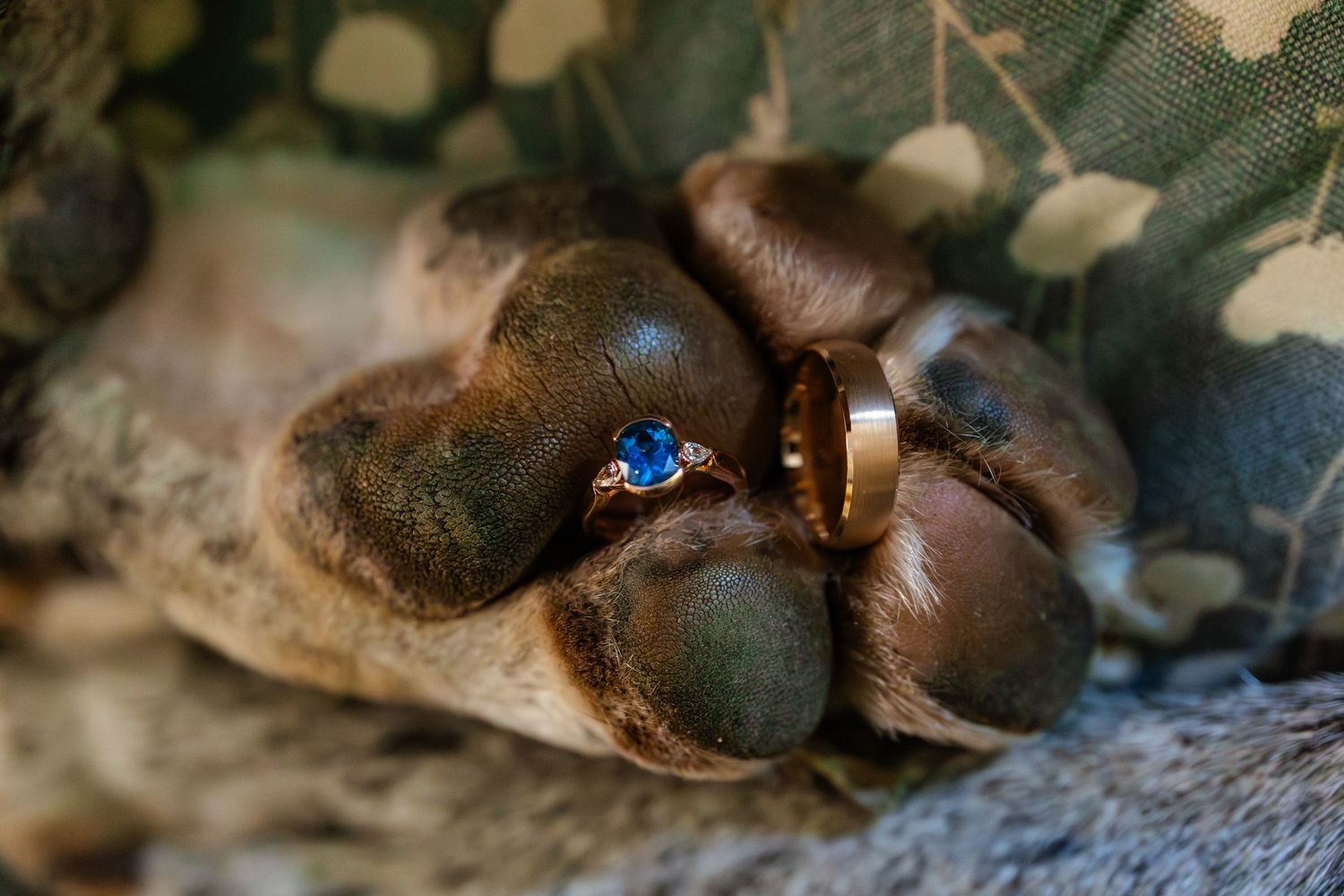 Gold wedding band and sapphire engagement ring resting on a great dane's paw in Weatherford Oklahoma wedding.