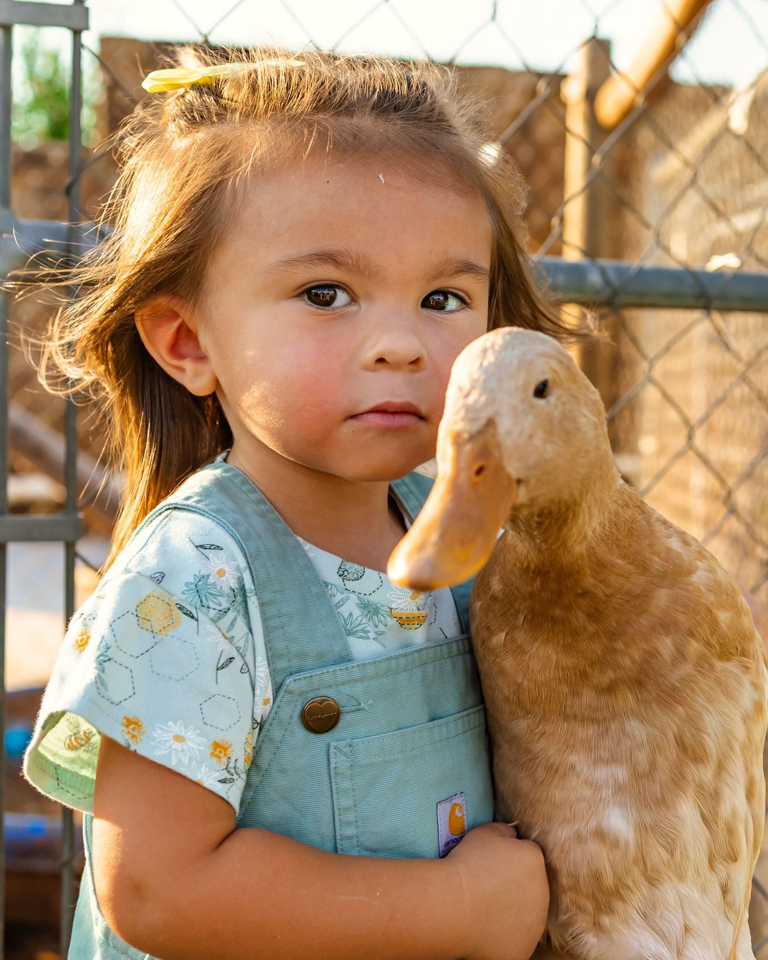 Young girl in teal overalls tenderly holds a large tan duck near a wire fence in warm golden light in Oklahoma family photography session