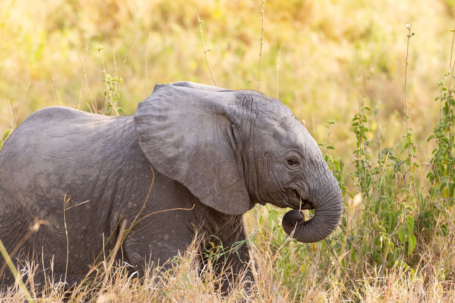 Leah Ramuglia photographs a baby African elephant grazing in tall golden grass in Serengeti National Park, in Tanzania.