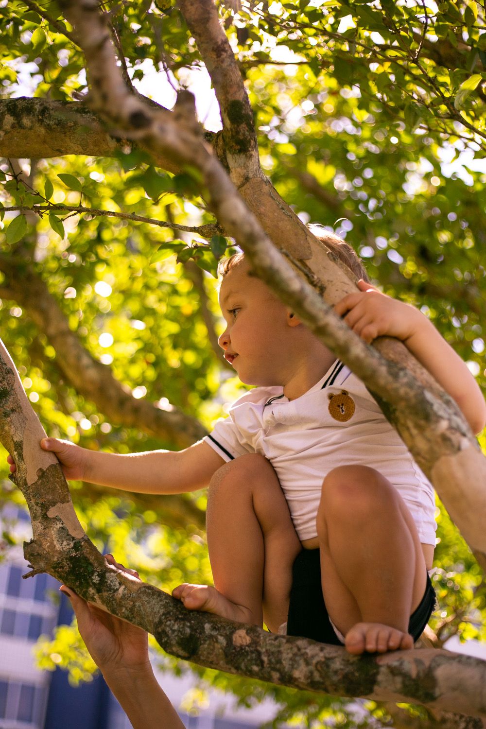 A child in a striped shirt climbs a tree branch on a sunny afternoon.